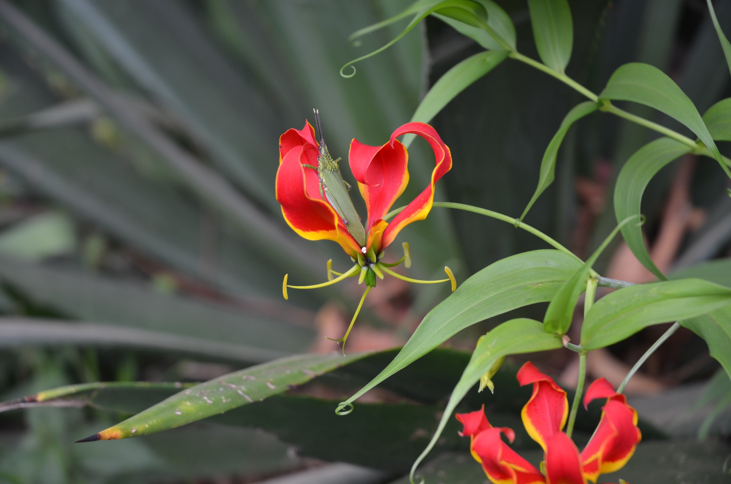 Gloriosa superba flower in the Kipengere Range, photographed in Kitulo National Park