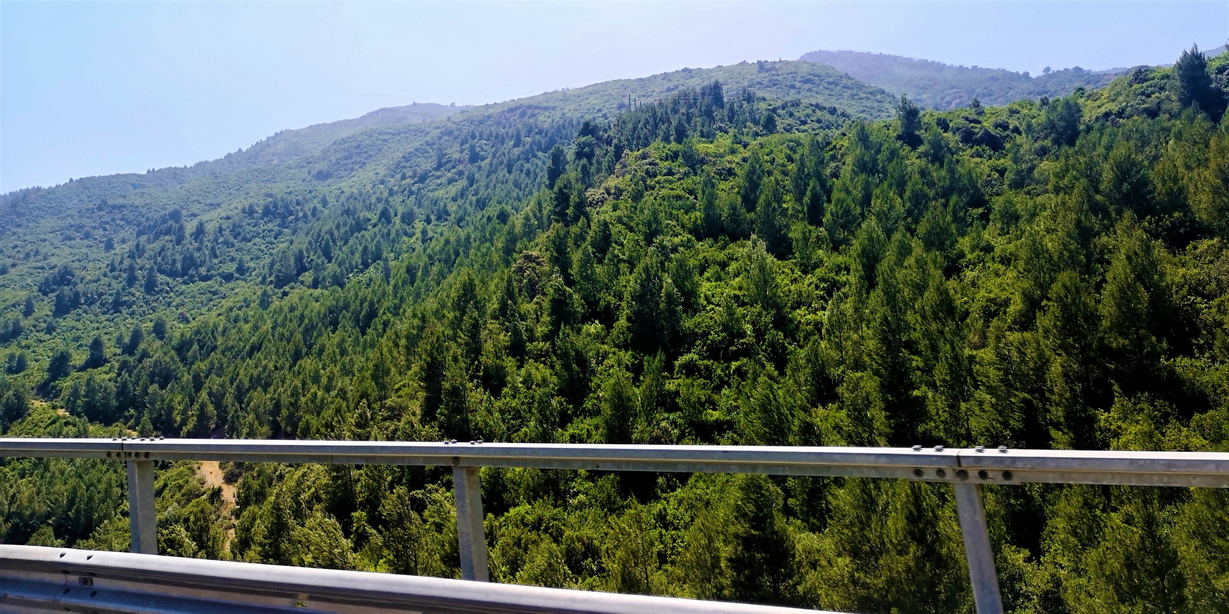 Forêt de cèdres et terrain d'altitude dans le parc national de Chrea, Algérie