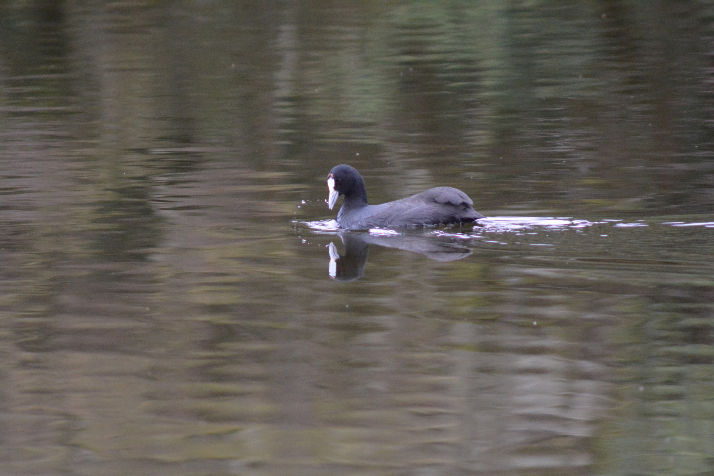 Duck on Lake Mahoma, a small glacial lake set in mossy forest in the Rwenzori Mountains
