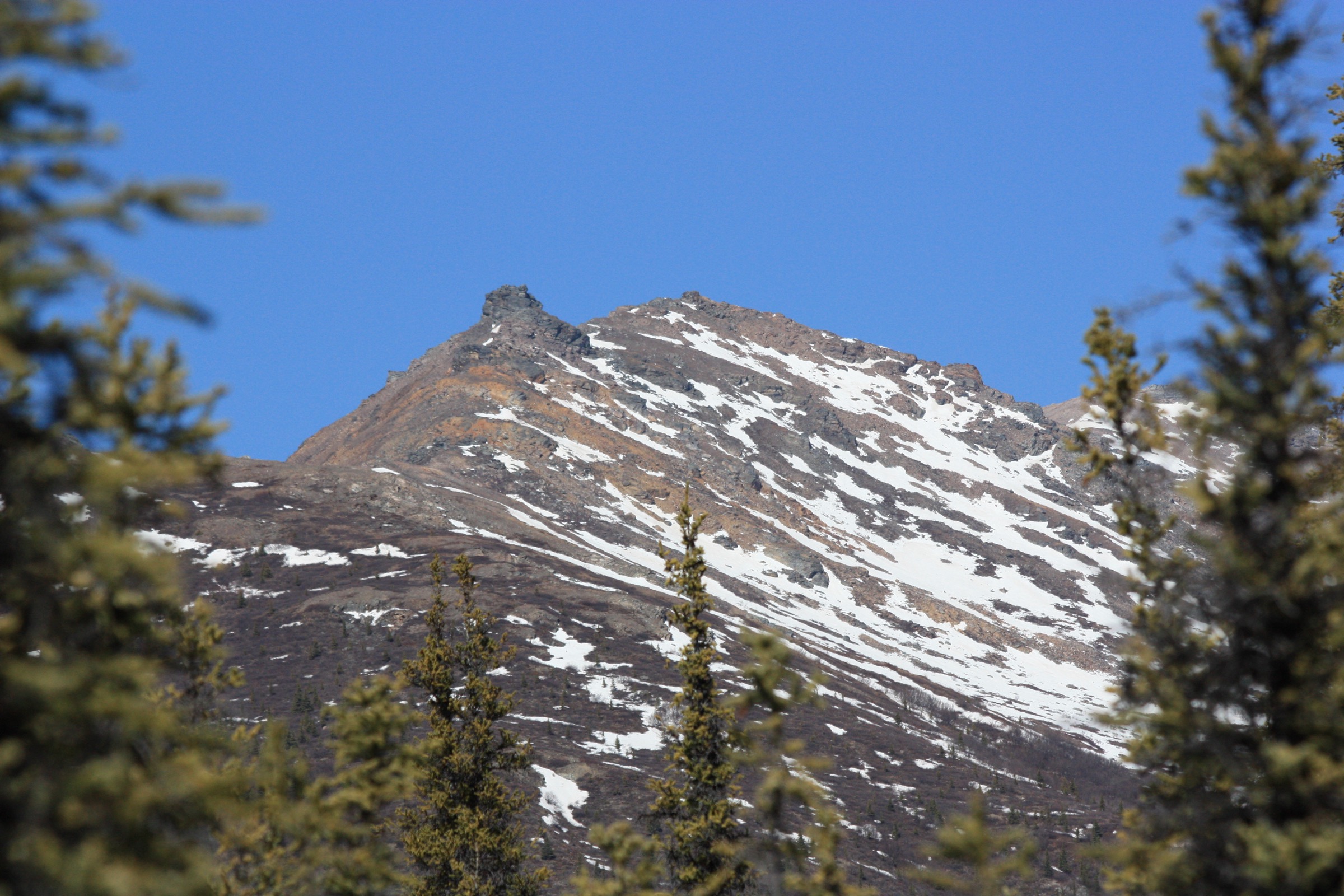 Mount Healy au-dessus de la zone d'entrée du parc national du Denali au printemps