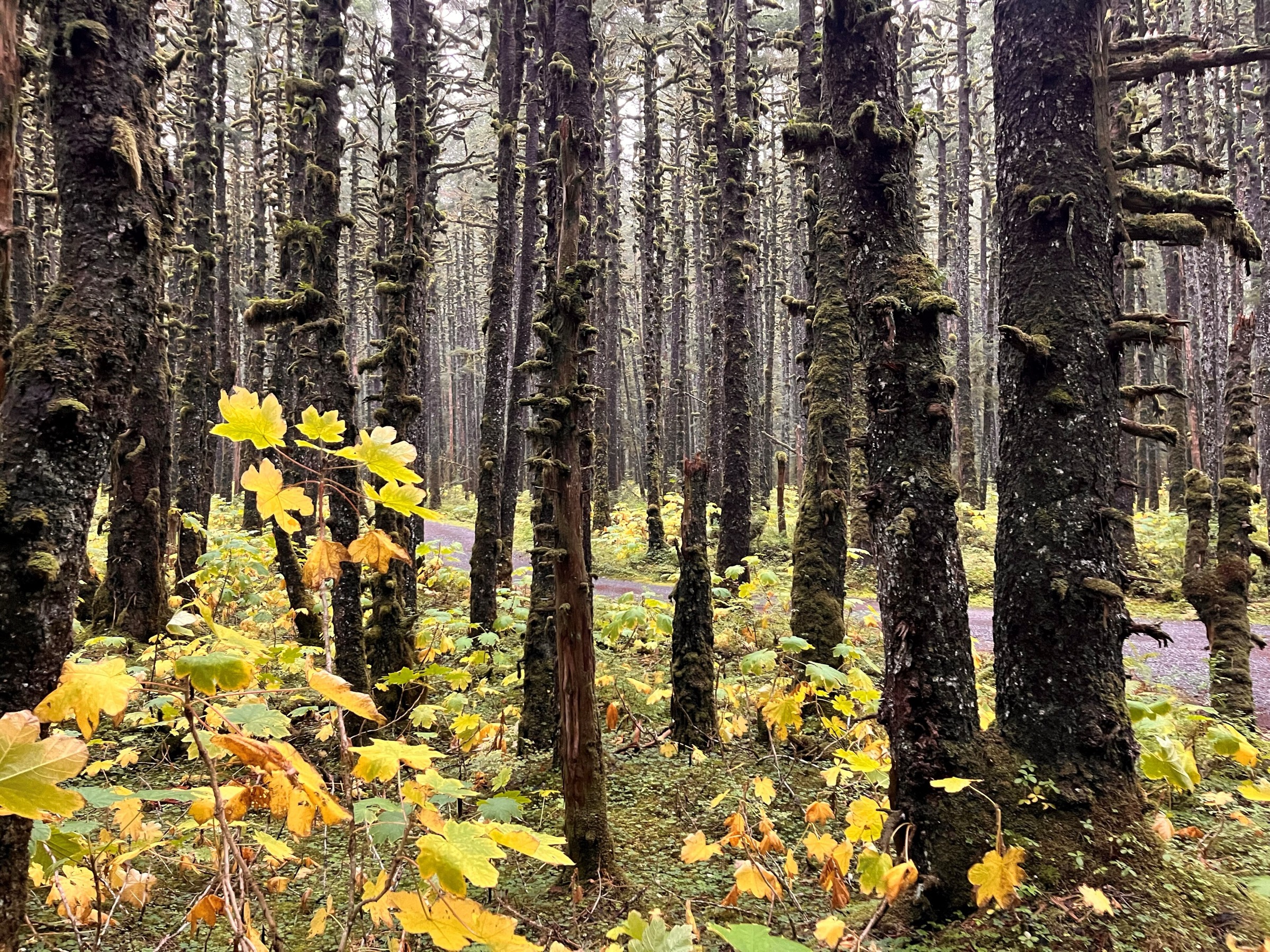 Arbres couverts de mousse le long du Lower Situk River Trail, Yakutat Ranger District, Alaska