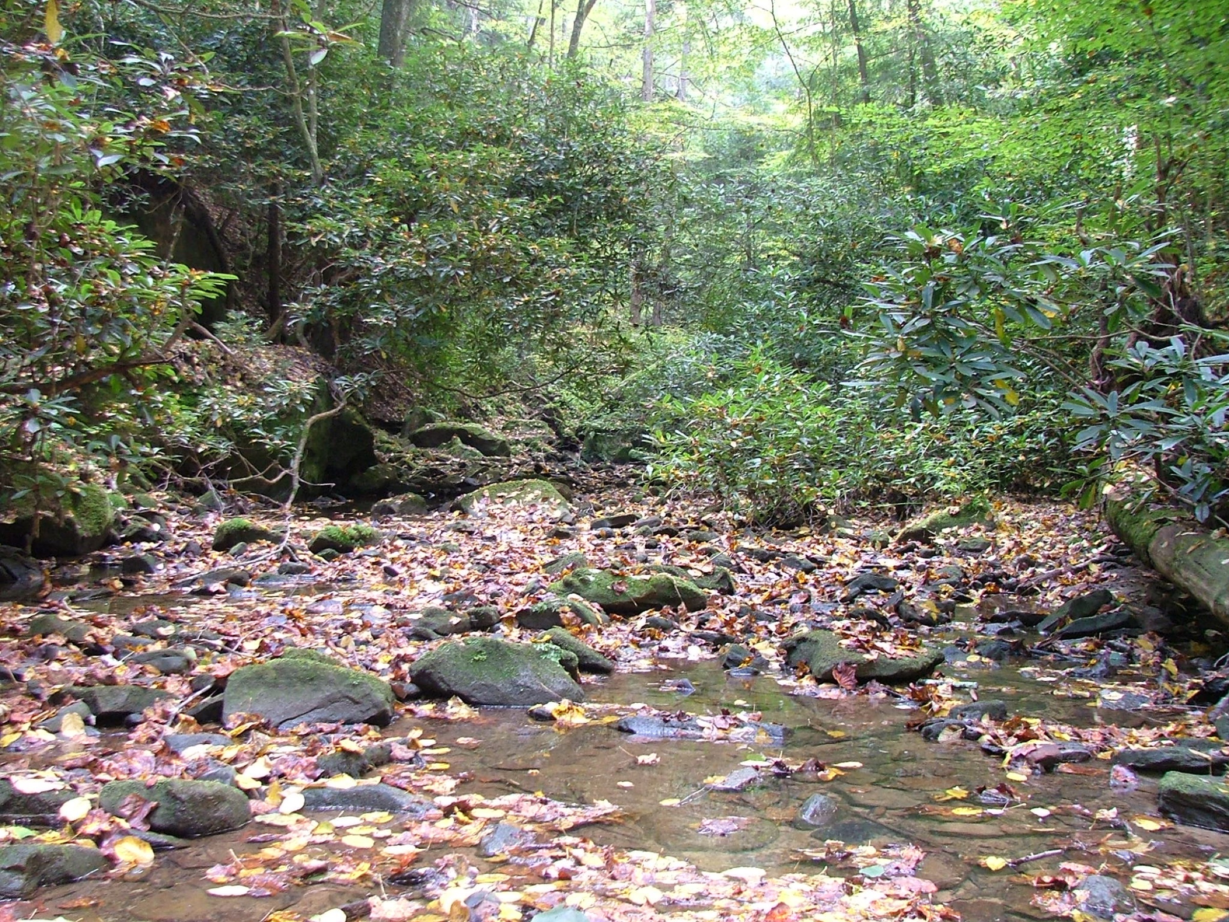 Honey Creek en automne, Big South Fork National River and Recreation Area, Tennessee