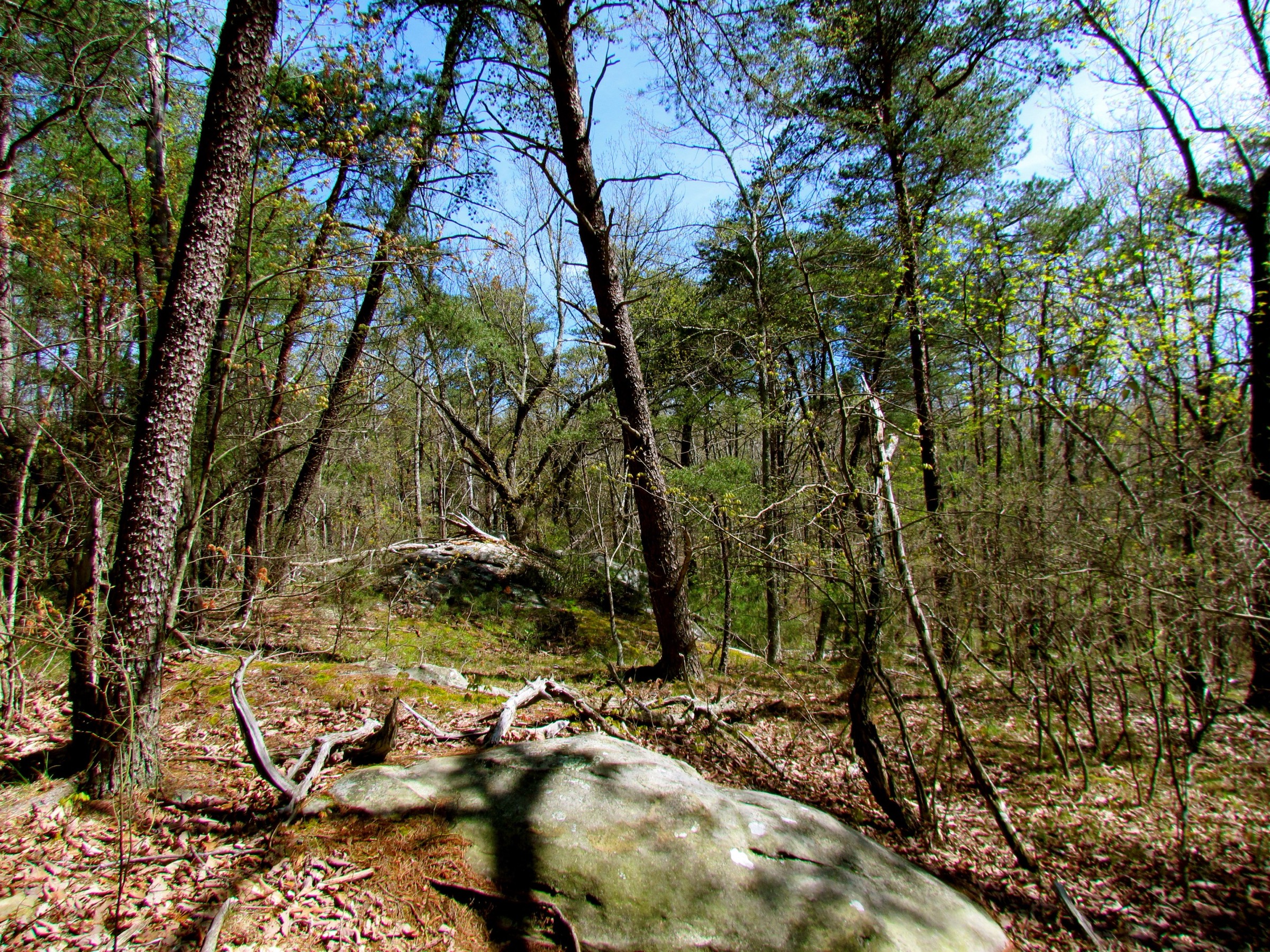 USA — Cumberland Plateau: essential day-hikes