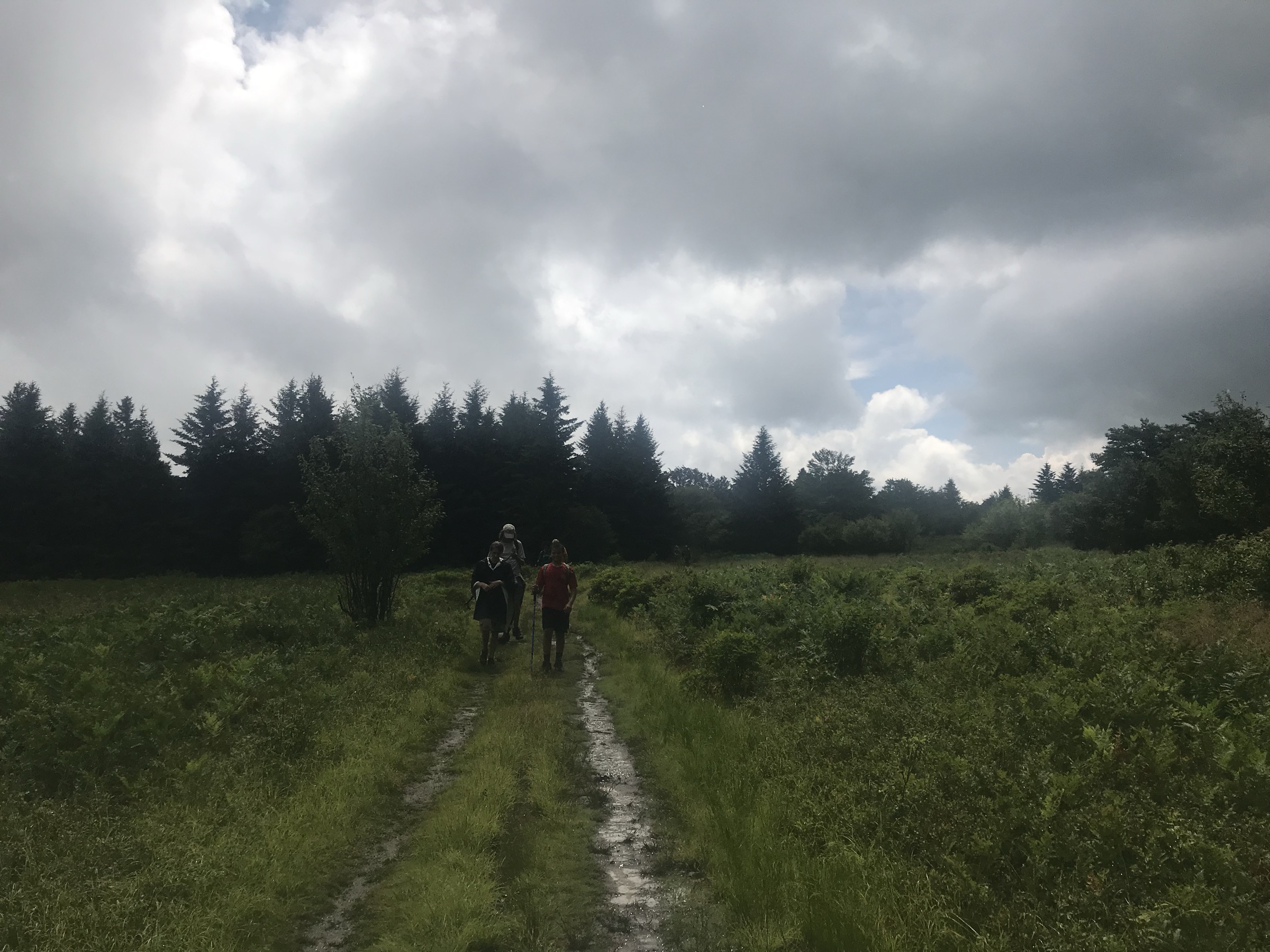 Landes de bruyère et épinettes sur le haut plateau de Dolly Sods, Virginie-Occidentale