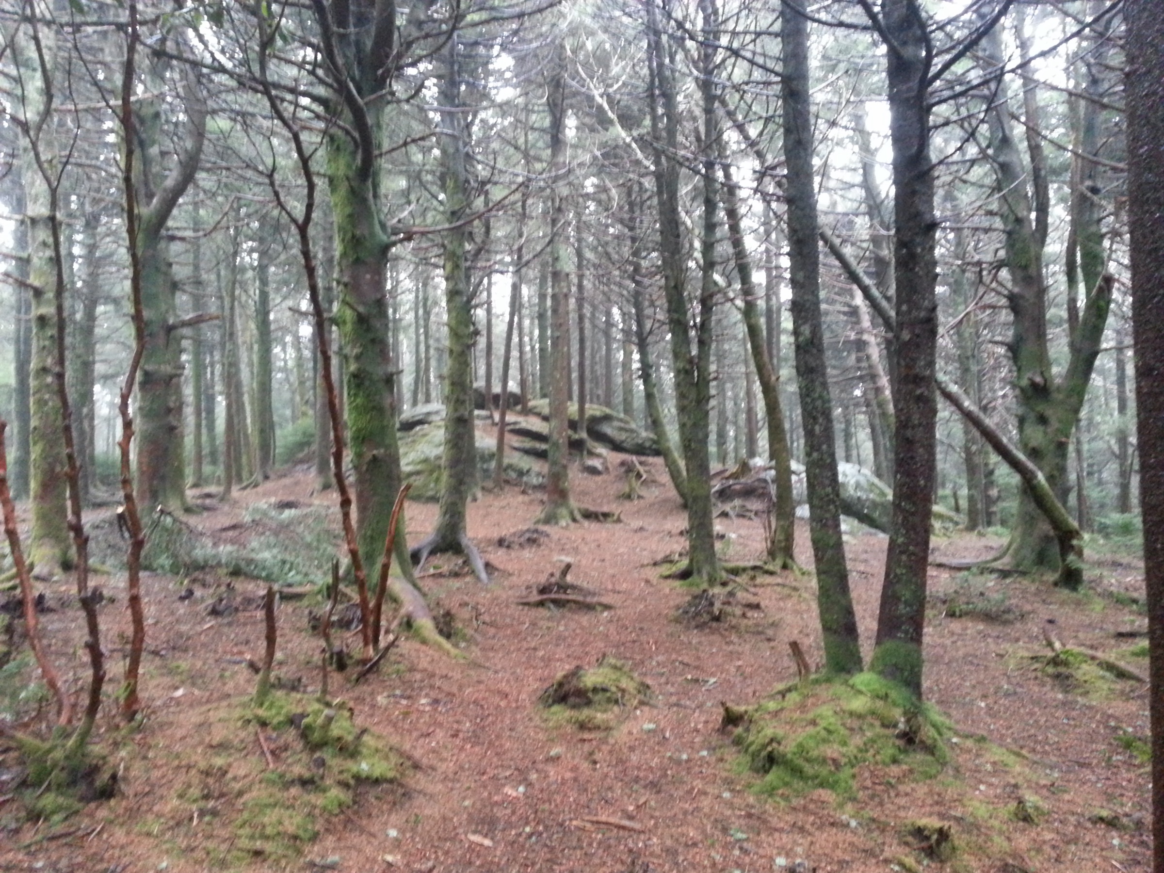 Summit forest at Roan High Knob, Roan Mountain, North Carolina / Tennessee border
