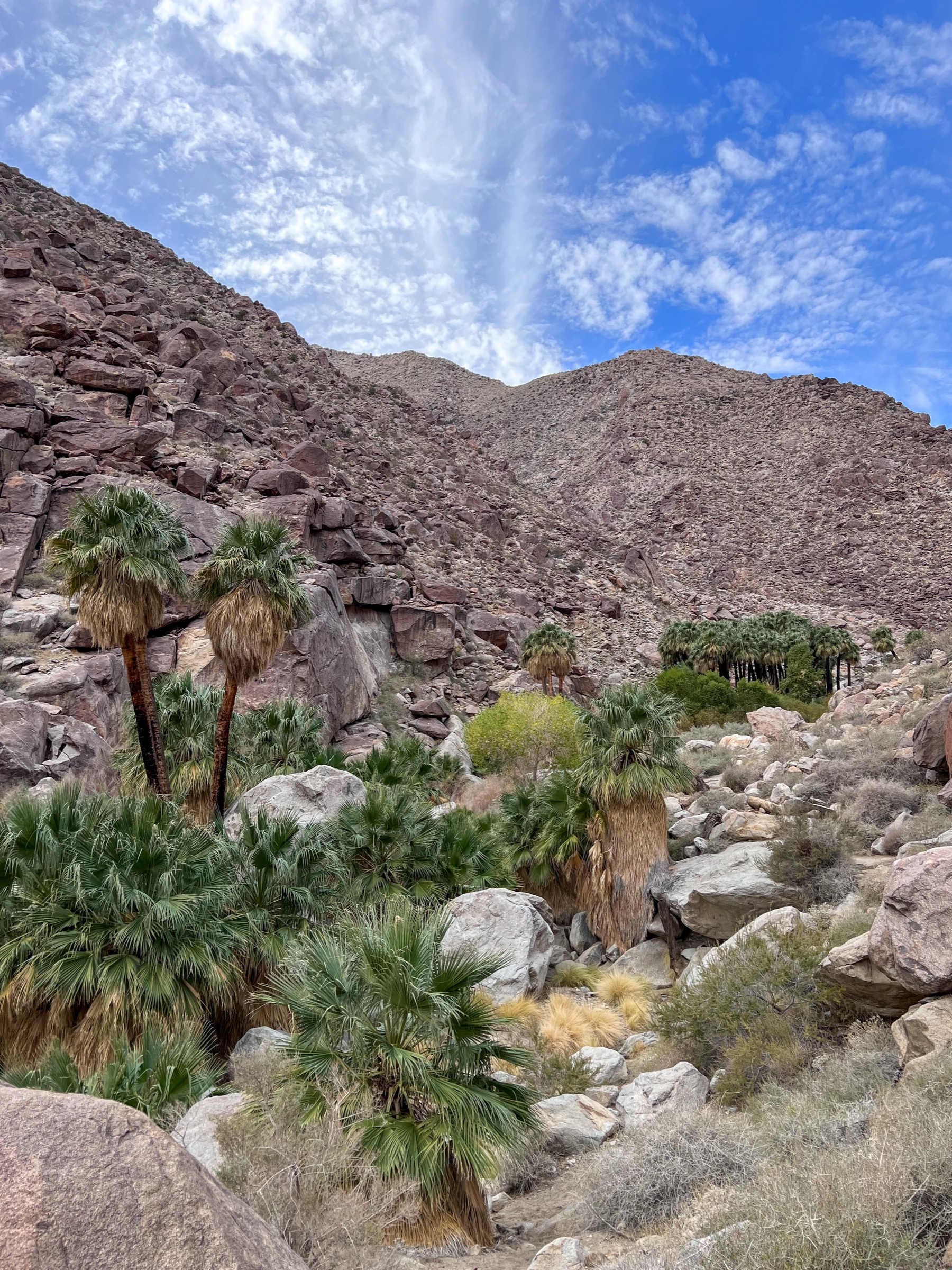 Borrego Palm Canyon fan-palm oasis in Anza-Borrego Desert State Park