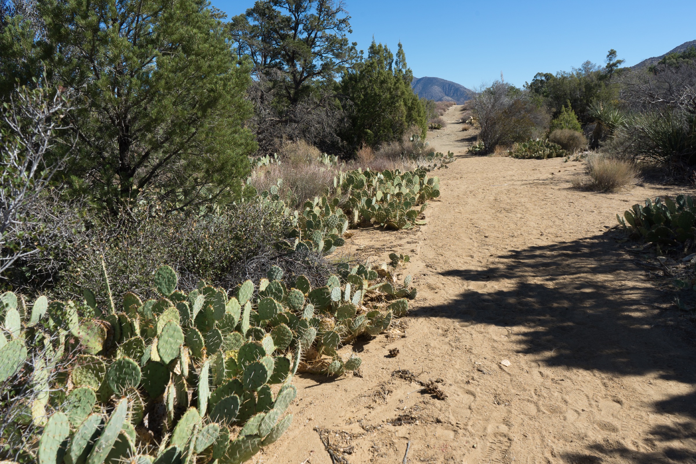 Cactus Spring Trail à travers le haut désert dans la Santa Rosa Wilderness