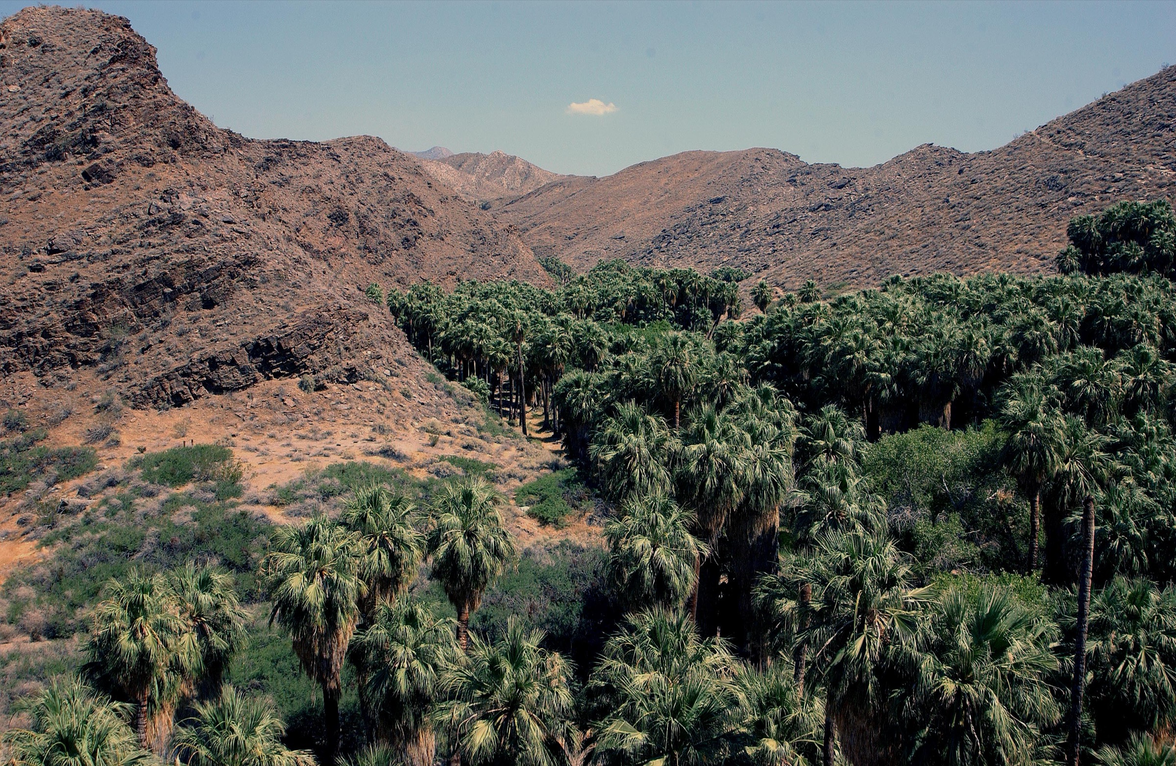 Oasis de palmiers à éventail de Palm Canyon sur le corridor de circulation Cahuilla près de Palm Springs