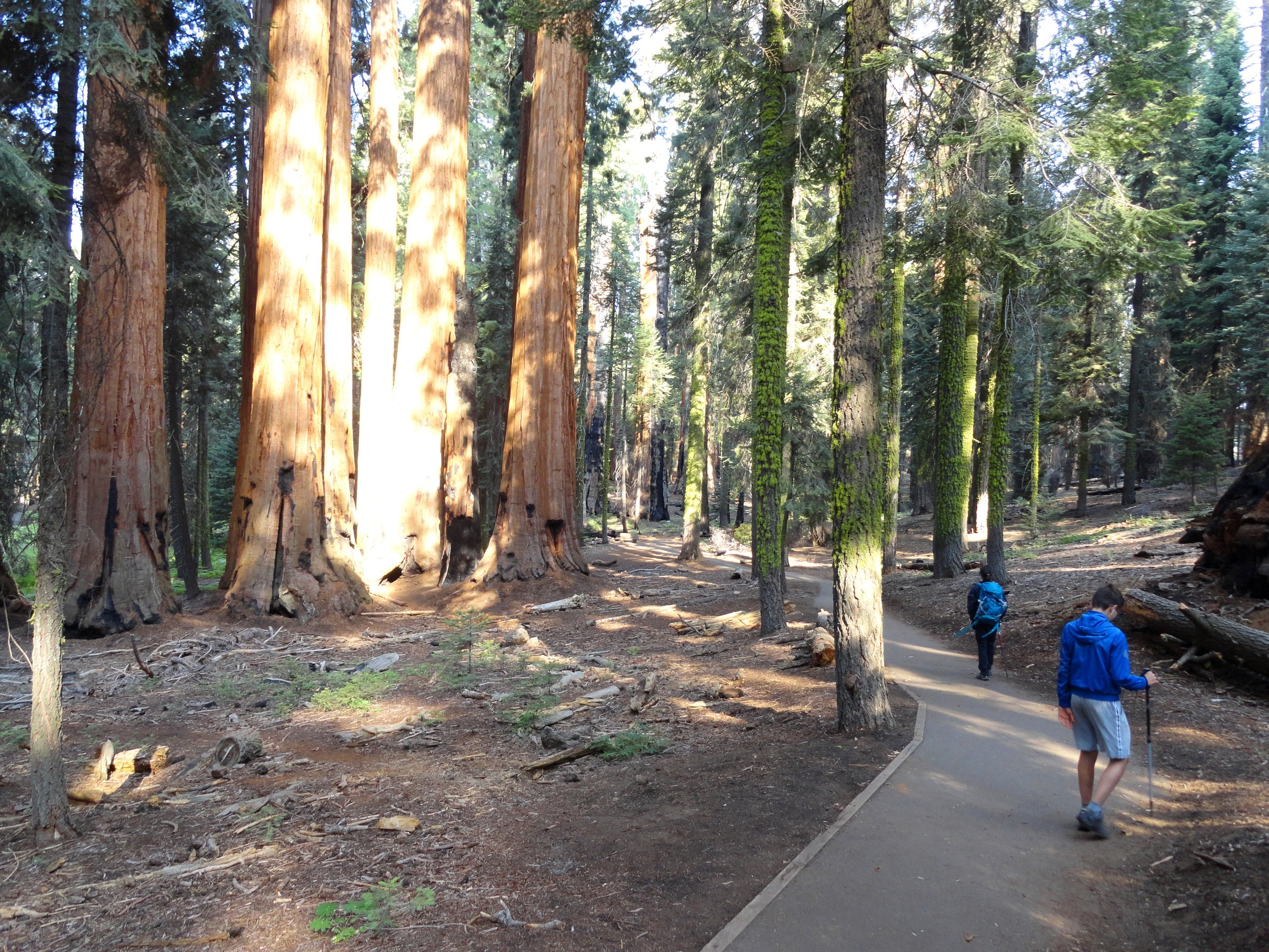 USA — Sierra Nevada: Sequoia and Kings Canyon
