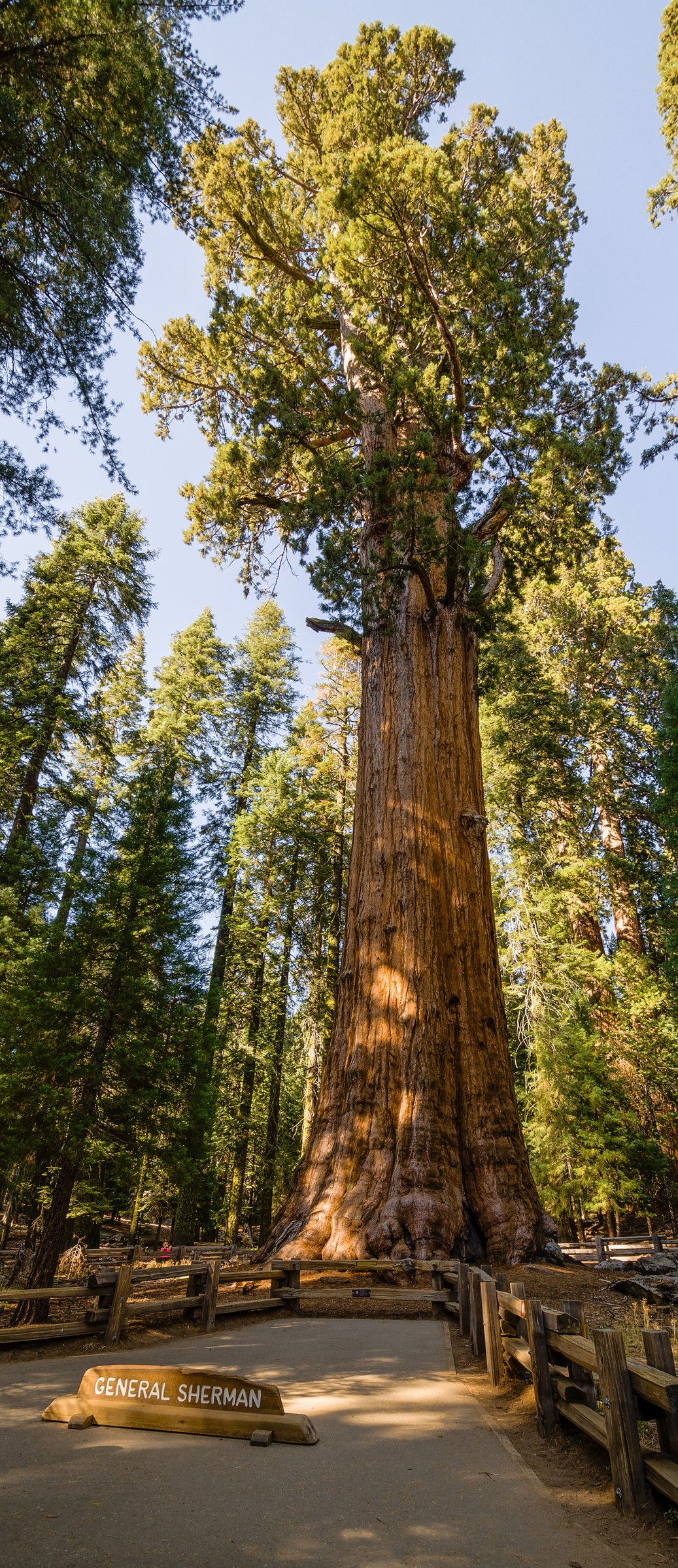 The General Sherman Tree, the largest tree on Earth by volume