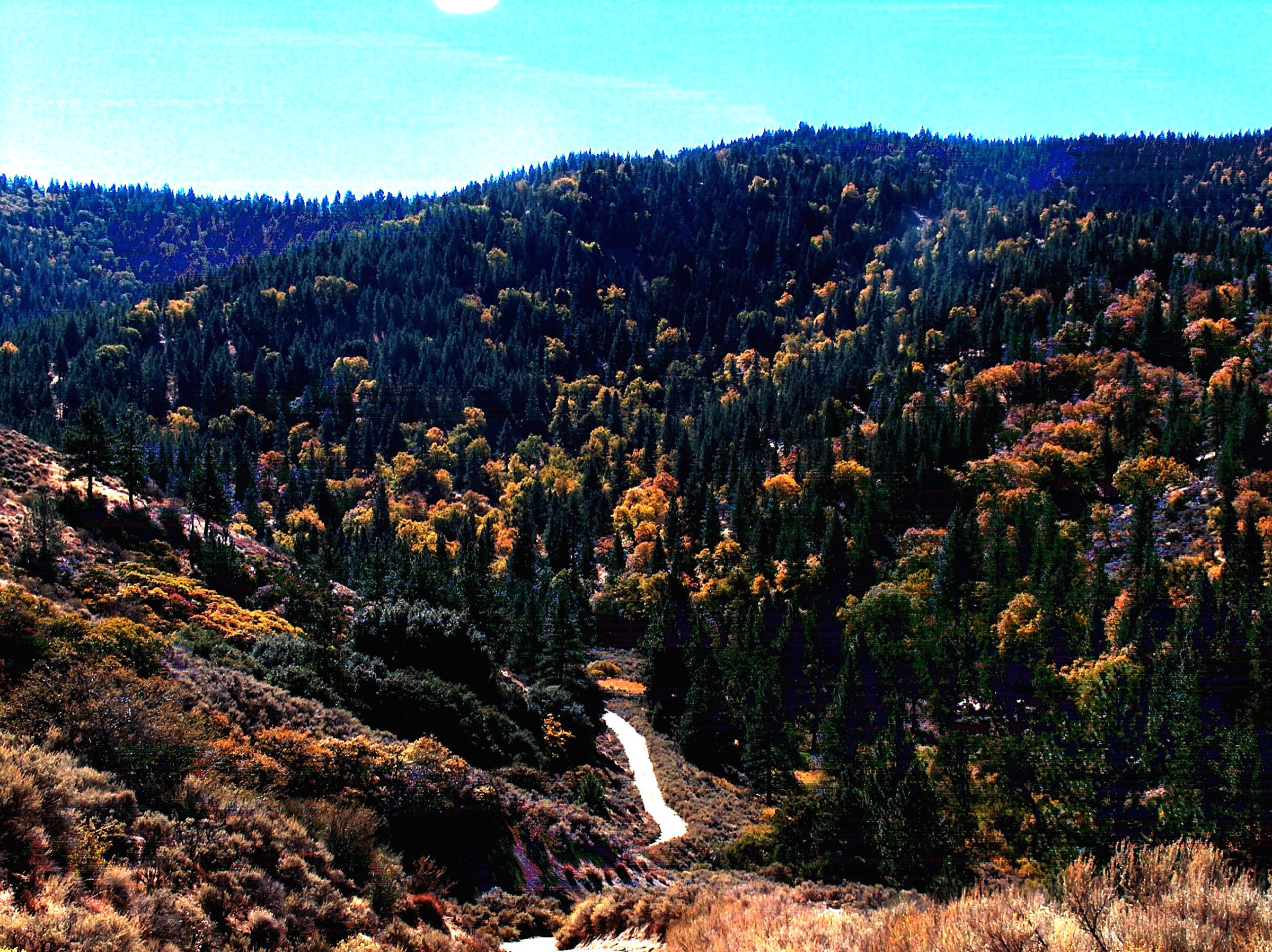 Forêt hivernale mixte de conifères près du sommet de Tehachapi Mountain