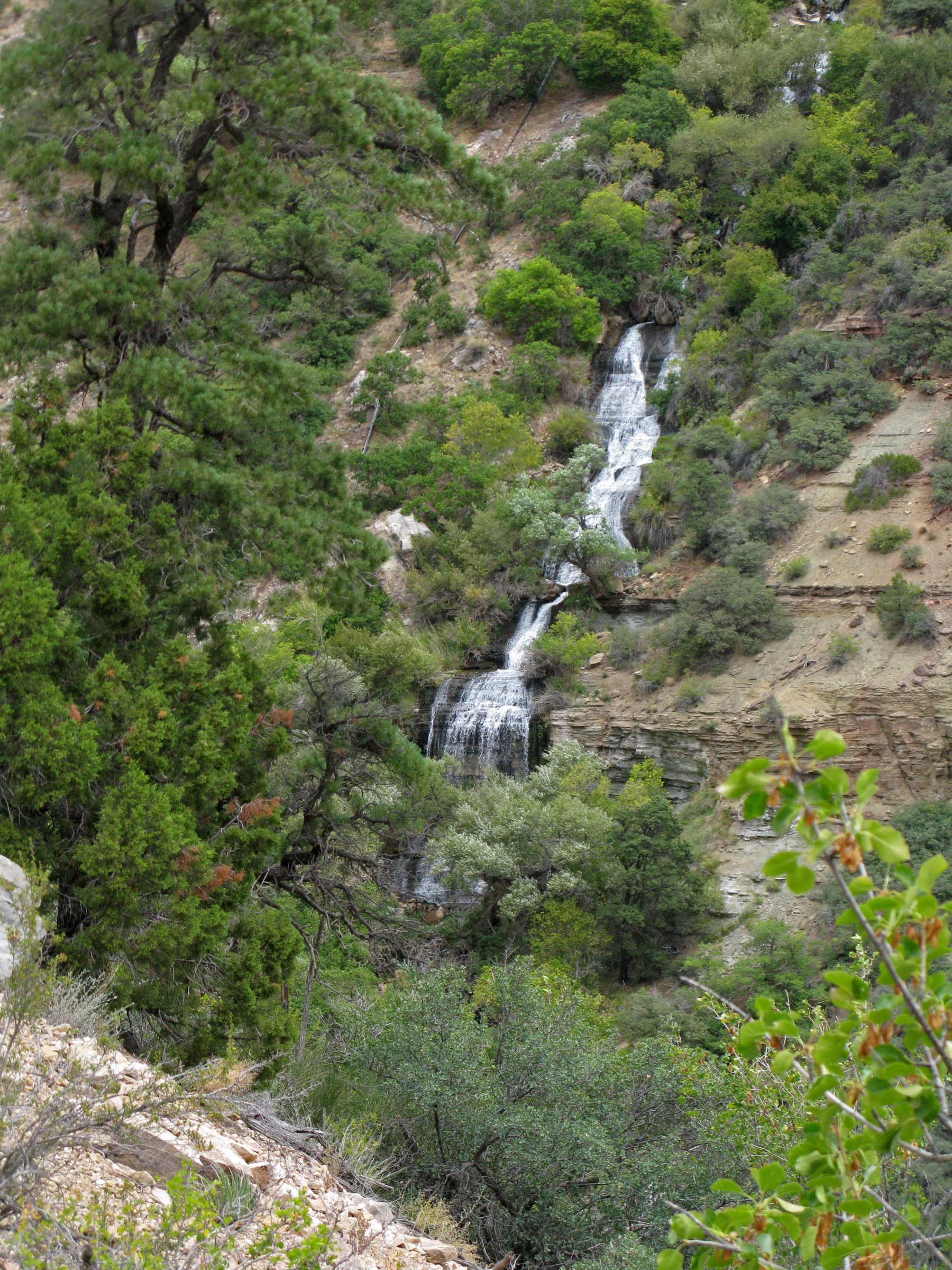 Roaring Springs bursting from the Muav Limestone on the North Kaibab Trail, Grand Canyon North Rim, Arizona