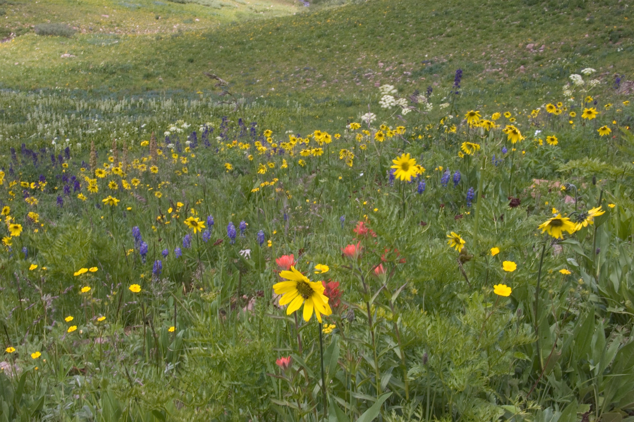 Rustler's Gulch above Gothic, Maroon Bells-Snowmass Wilderness, Crested Butte side of the Elk Mountains