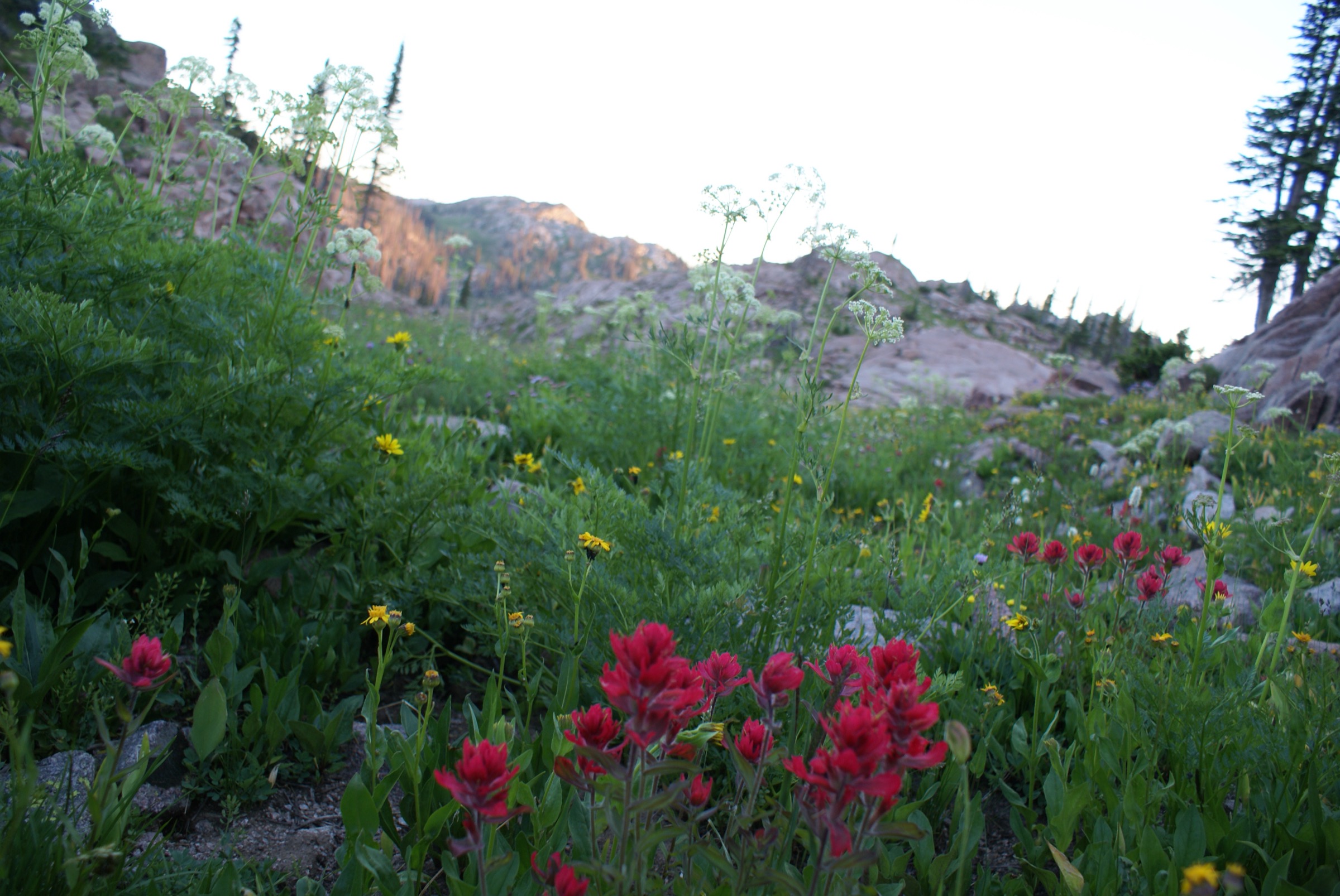 Wildflowers at sunset in the Mount Zirkel Wilderness, characteristic of the Mica Basin approach