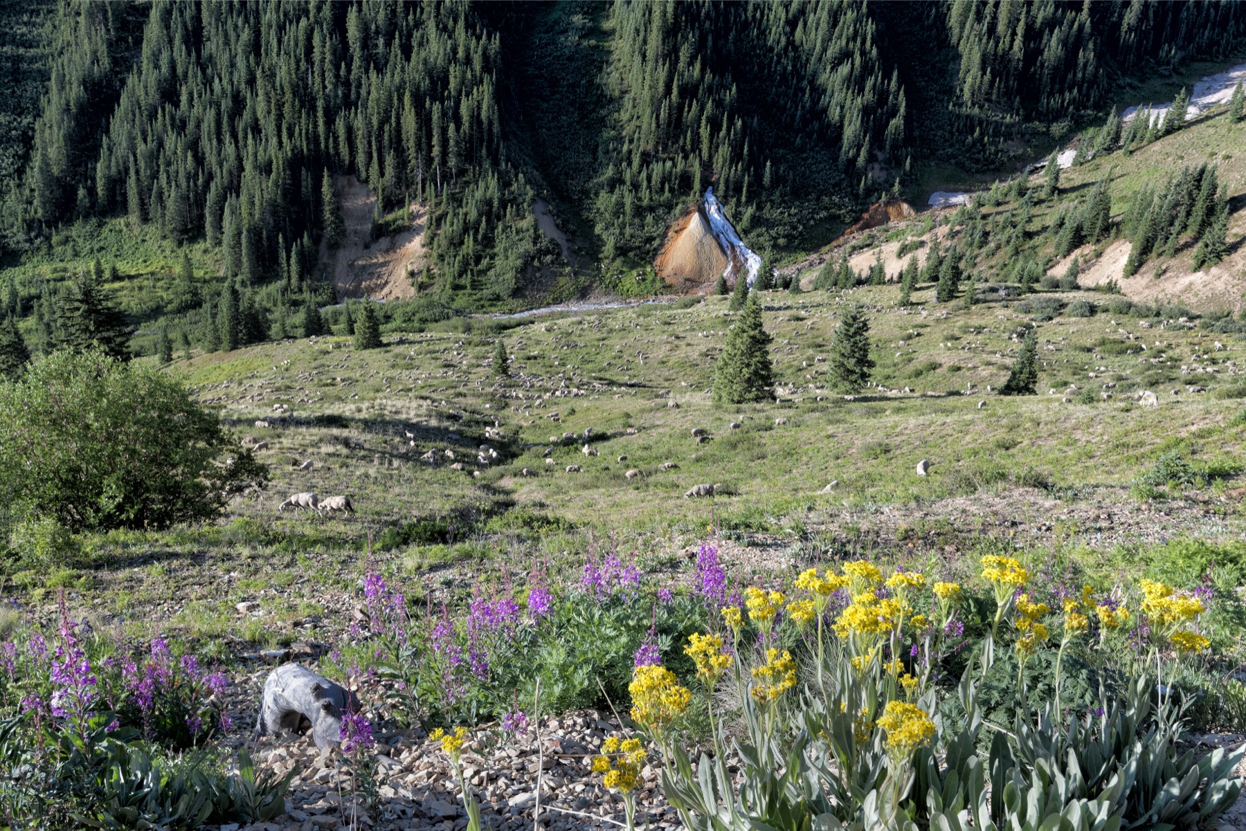Moutons paissant dans le bassin alpin sous Ophir Pass, San Juan Mountains