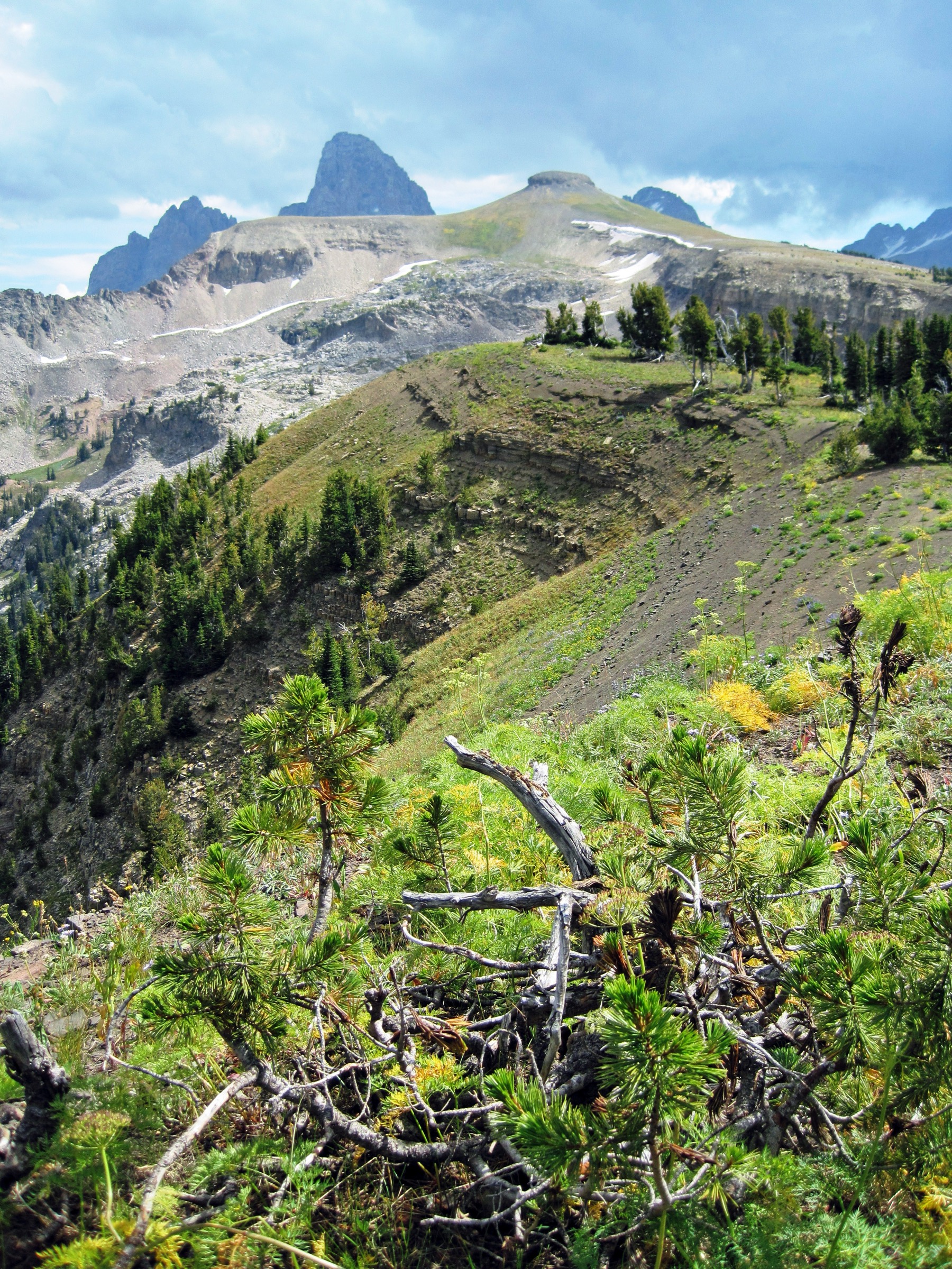 Trail across open wildflower slopes on the approach to Table Mountain, Jedediah Smith Wilderness