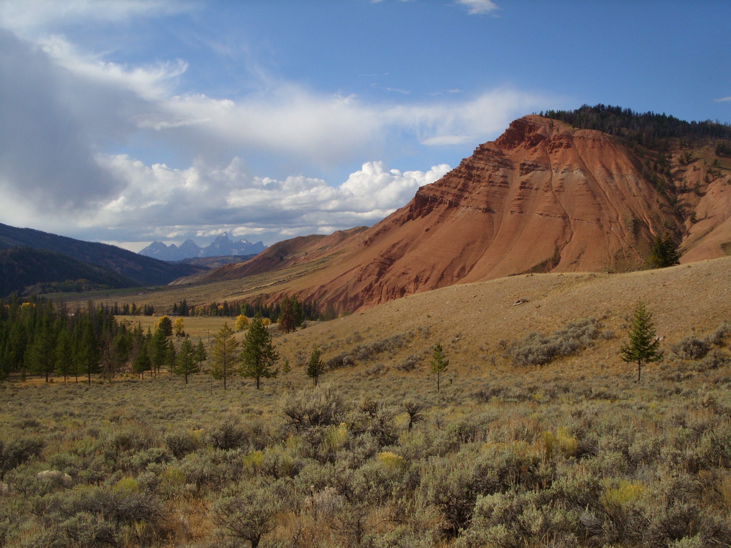 Scène de prairie et forêt sur le Grizzly Lake Trail dans la Gros Ventre Wilderness