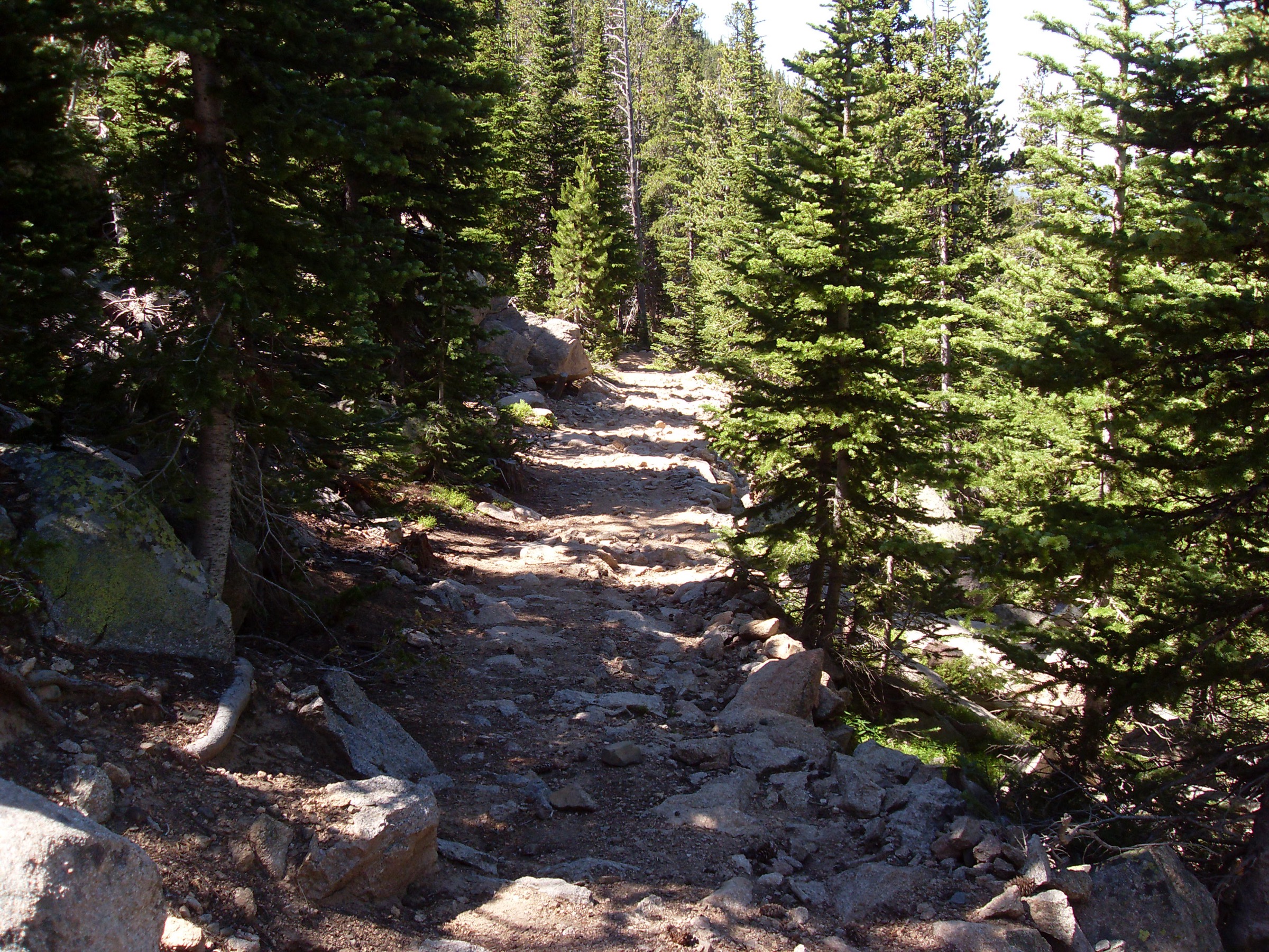 Le sentier de Laramie Peak abordant la haute montagne à travers la forêt de conifères