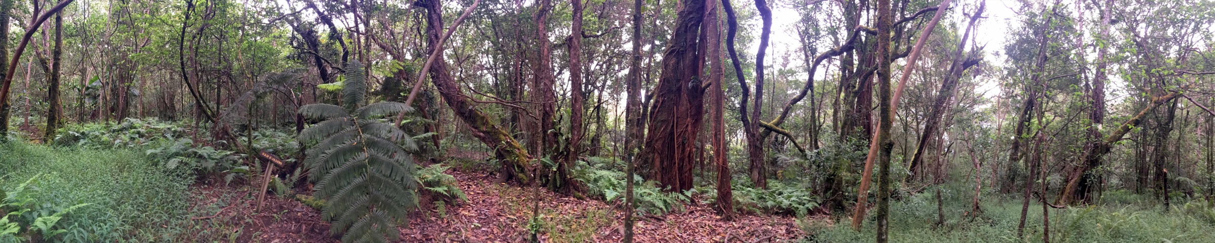 Native ʻōhiʻa forest growth along the Kalōpā Nature Trail, Hāmākua highlands