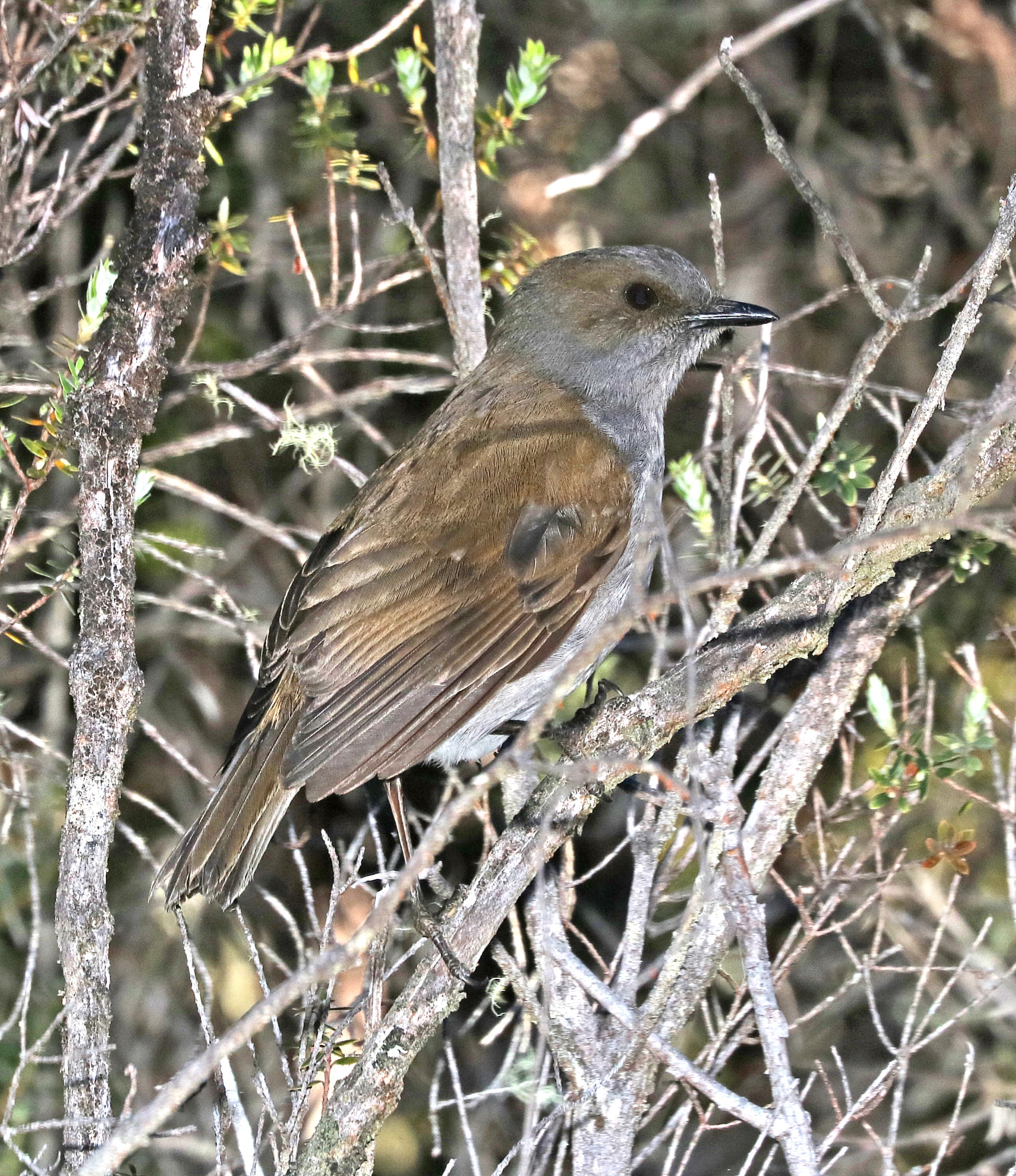 Un oiseau ʻŌmaʻo sur le Puʻu ʻŌʻō Trail dans la section Kīpuka ʻĀinahou, Upper Waiākea Forest Reserve