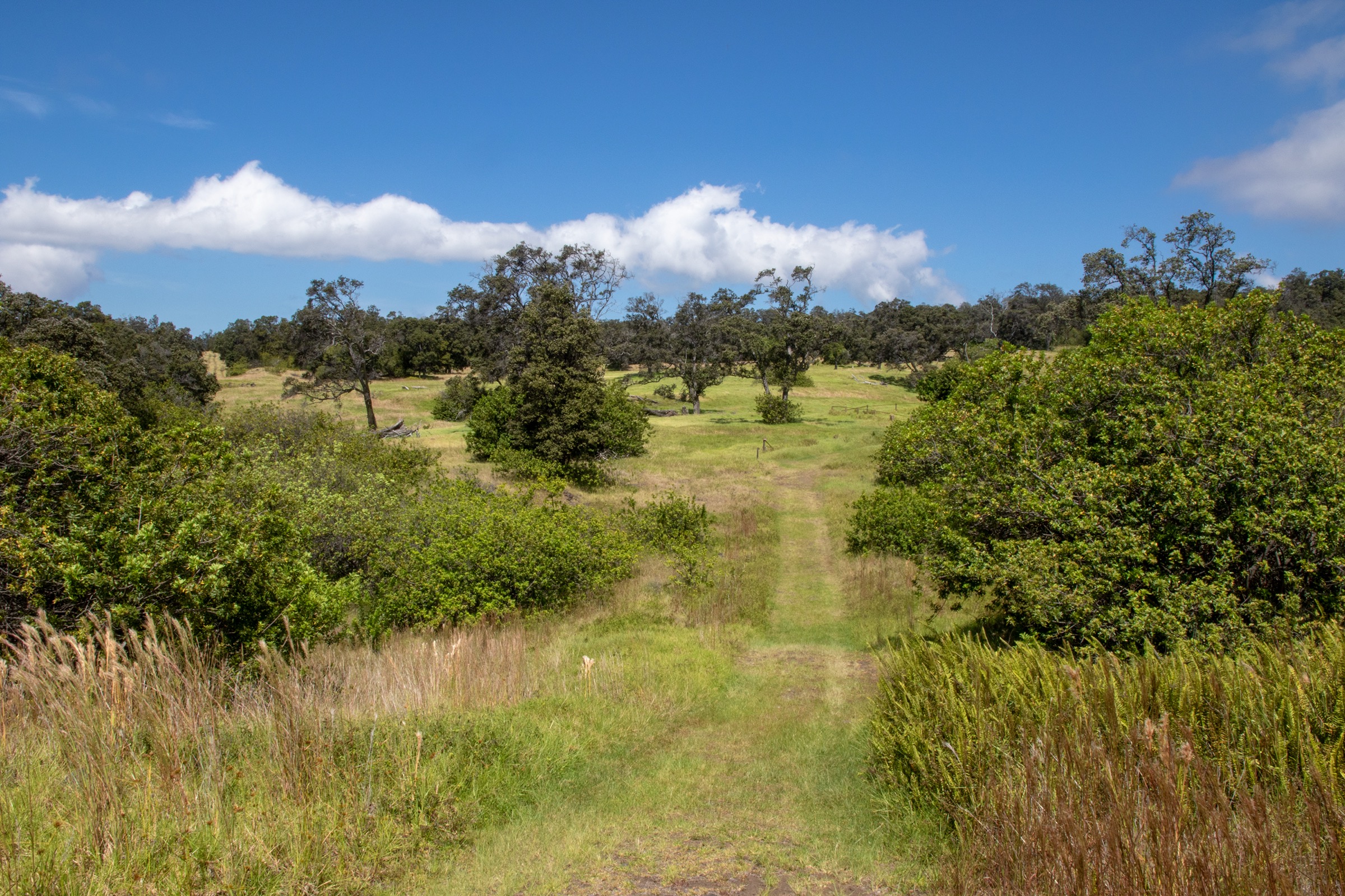View from the Palm Trail at the Kahuku Unit of Hawaiʻi Volcanoes National Park, looking across rolling ranch and lava landscape on Mauna Loa's southwest flank
