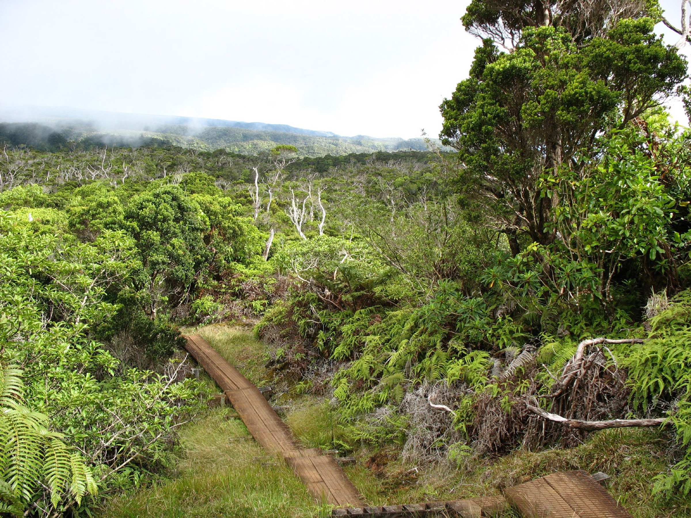 Passerelle à travers l'Alakaʻi Swamp sur le plateau de Kōkeʻe