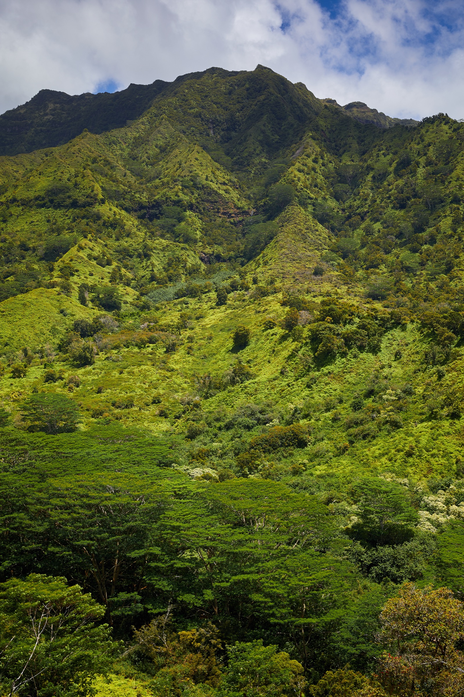 The Makaleha Mountains seen from the Moalepe Trail