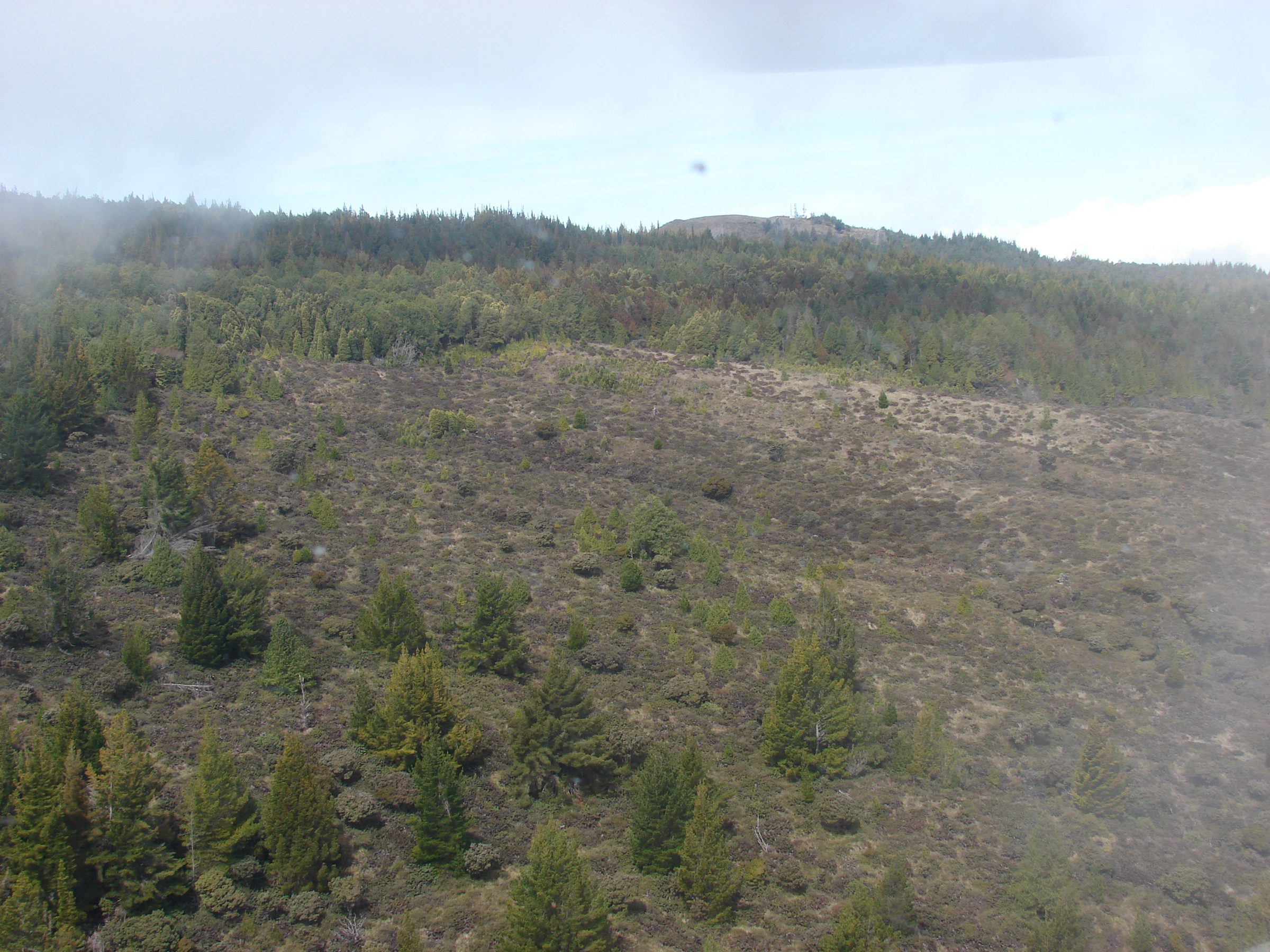 Aerial view across Hosmer Grove showing planted conifers meeting native subalpine shrubland on Haleakalā