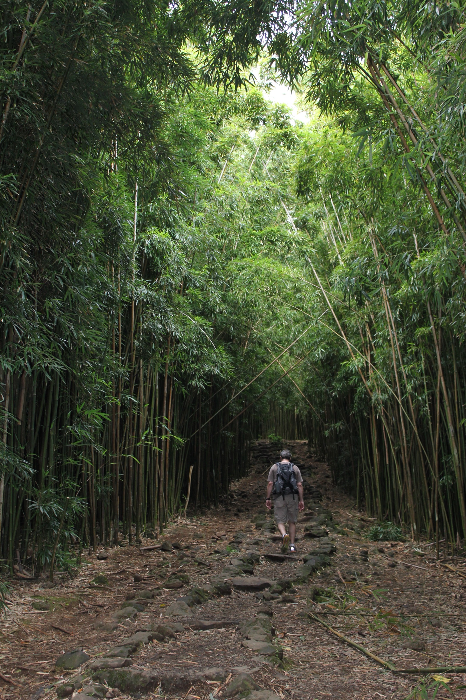 Bamboo forest along the Pīpīwai Trail in Kīpahulu