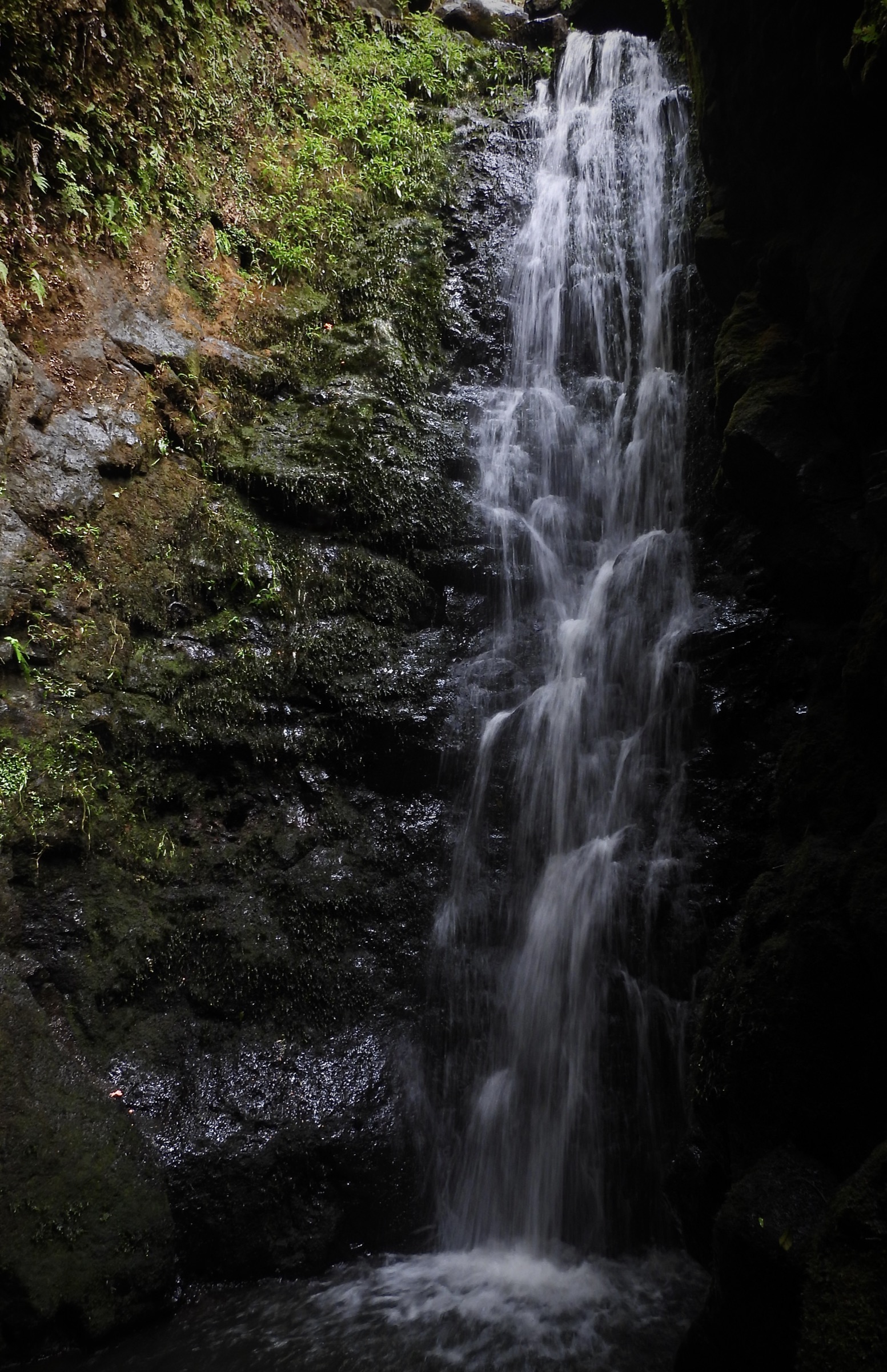 Makamakaʻole Stream cascading into a waterfall in the West Maui rainforest