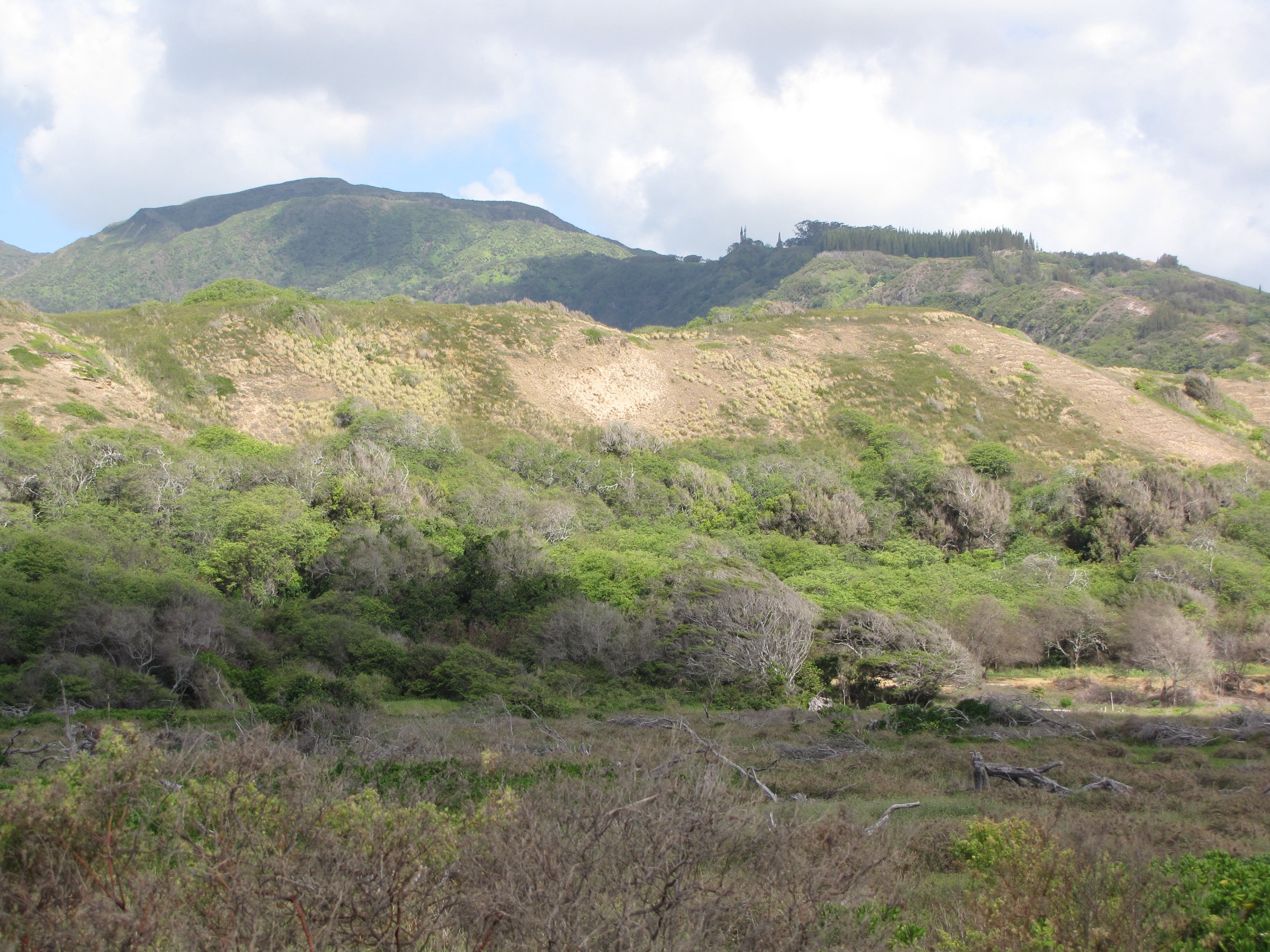Native habitat and coastal dunes at the Waiheʻe Coastal Preserve, Maui — protected land trust refuge at the mouth of the West Maui valleys