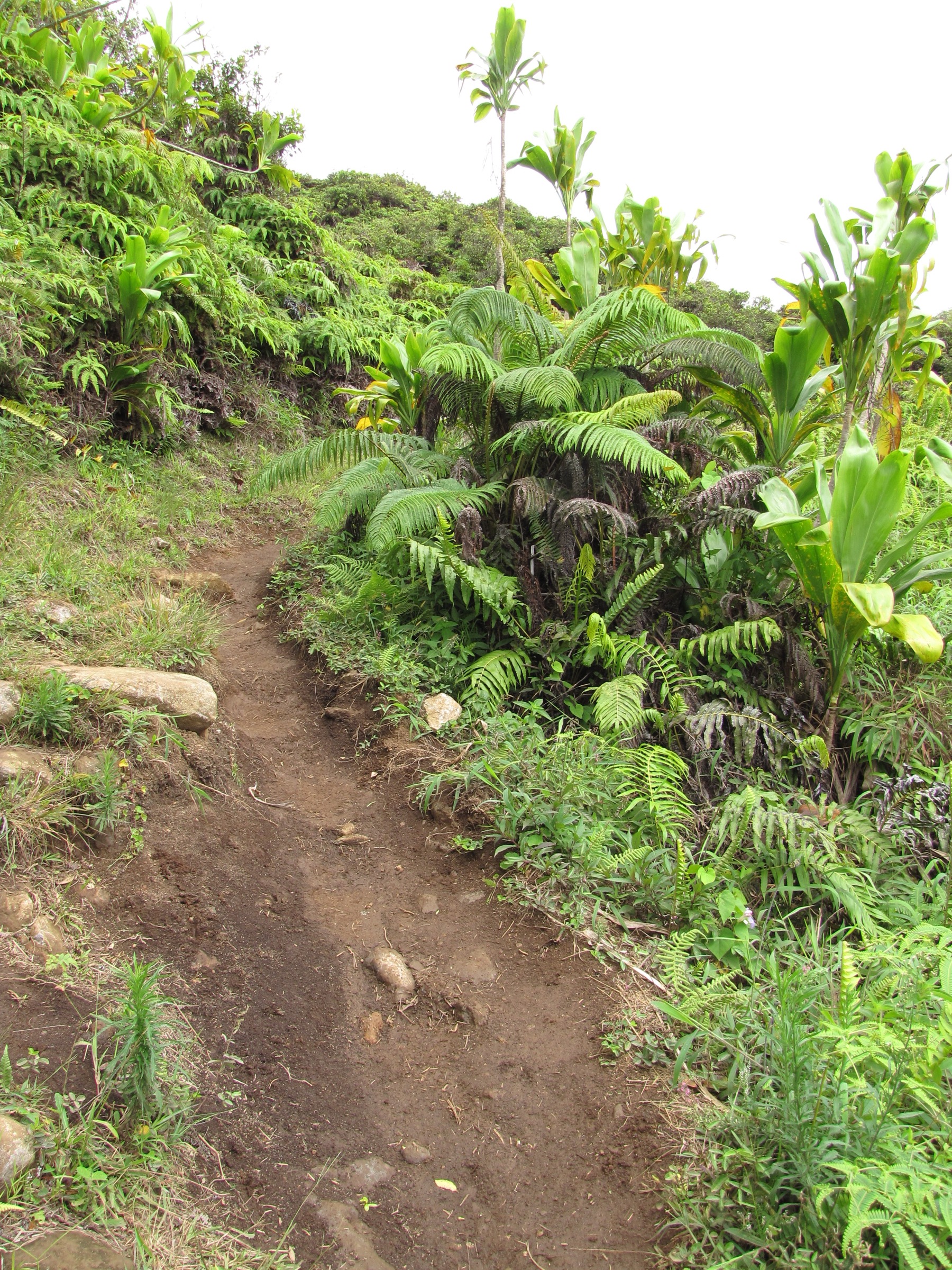 Waiheʻe Ridge Trail through native fern cloud-forest habitat in the West Maui Forest Reserve