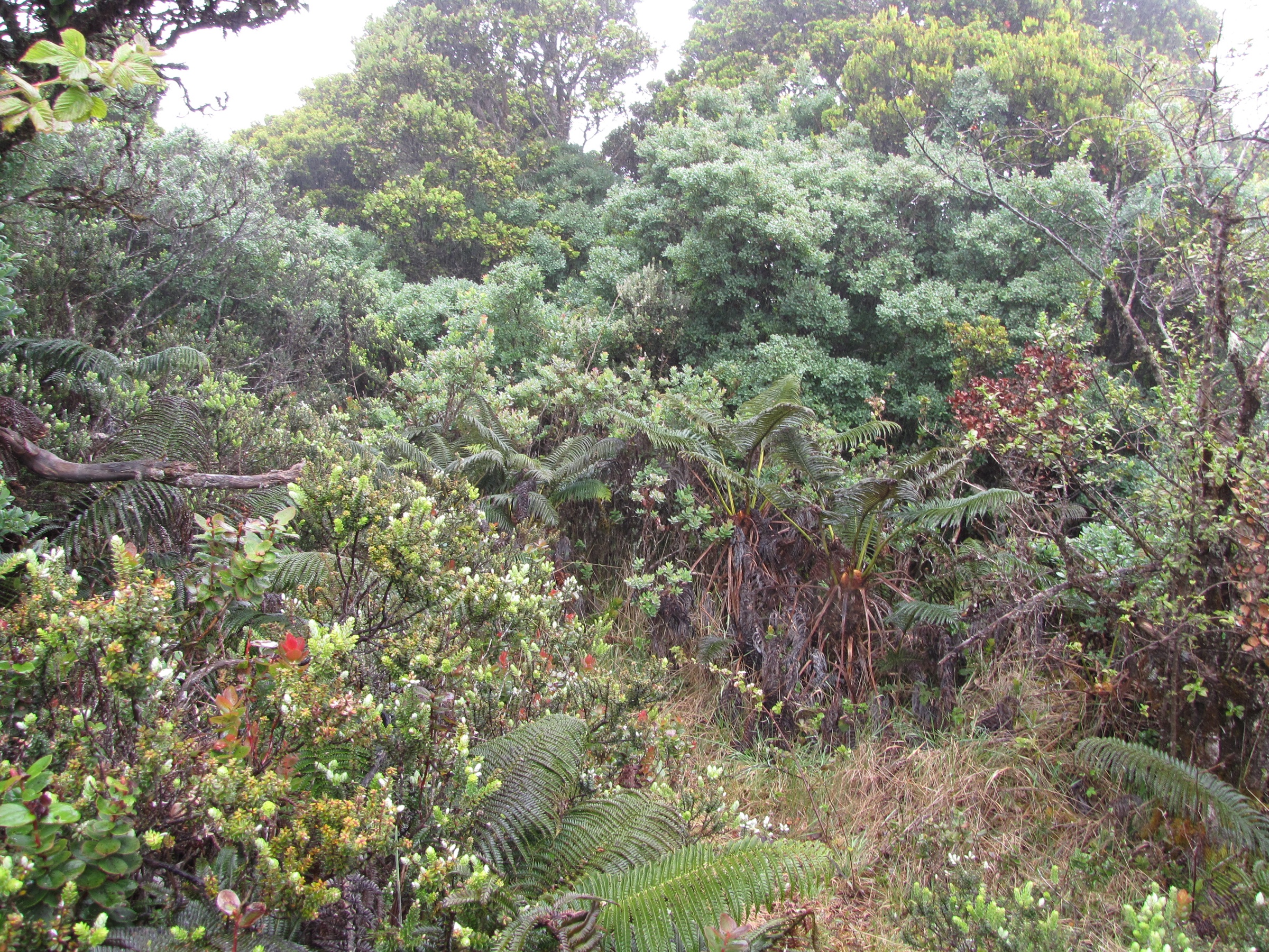 Wet forest habitat at Waikamoi, east Maui, with native ʻōhelo (Vaccinium calycinum) in the understorey