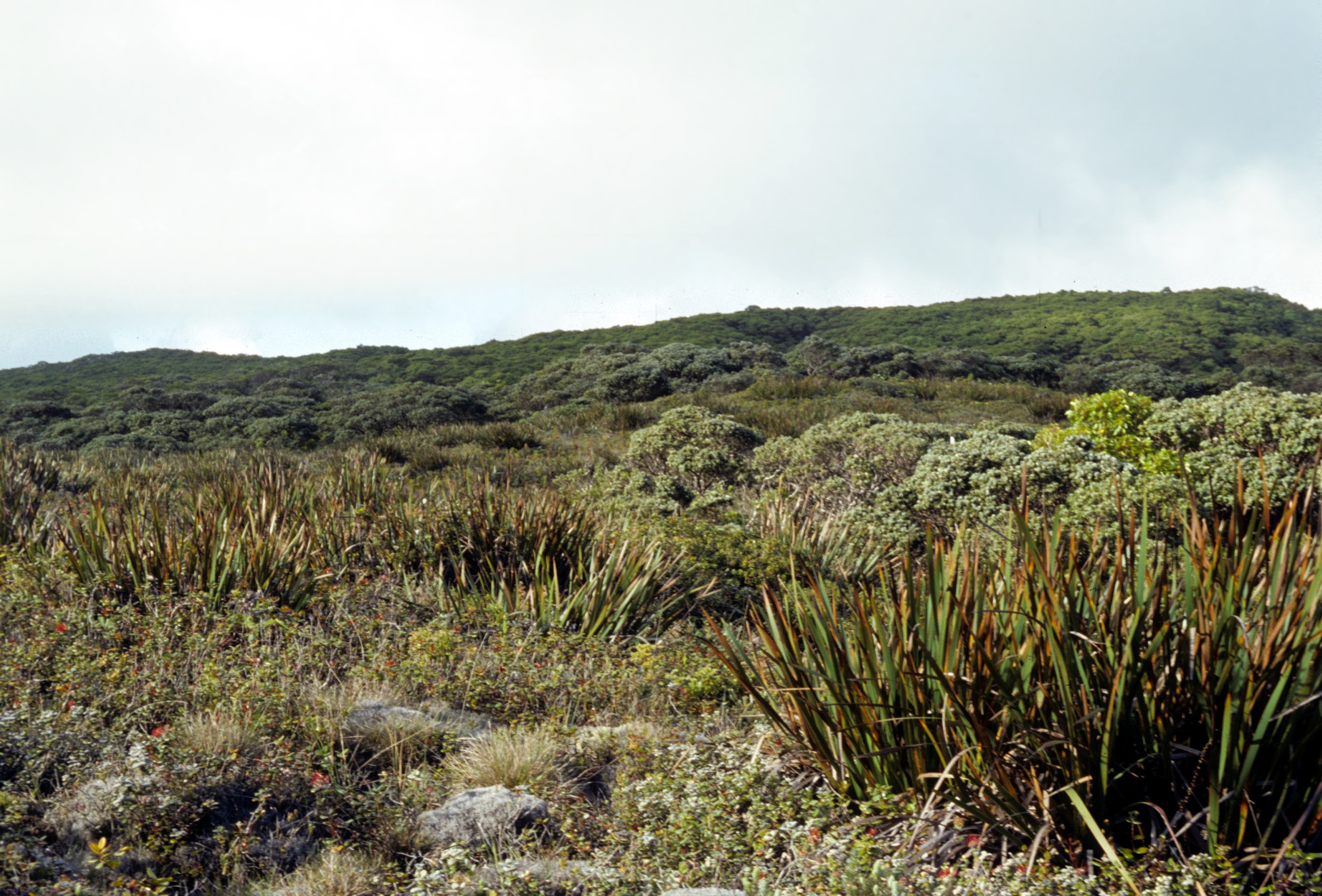 Intérieur de la tourbière montagnarde de Pēpēʻōpae dans le Kamakou Preserve, Est de Molokaʻi
