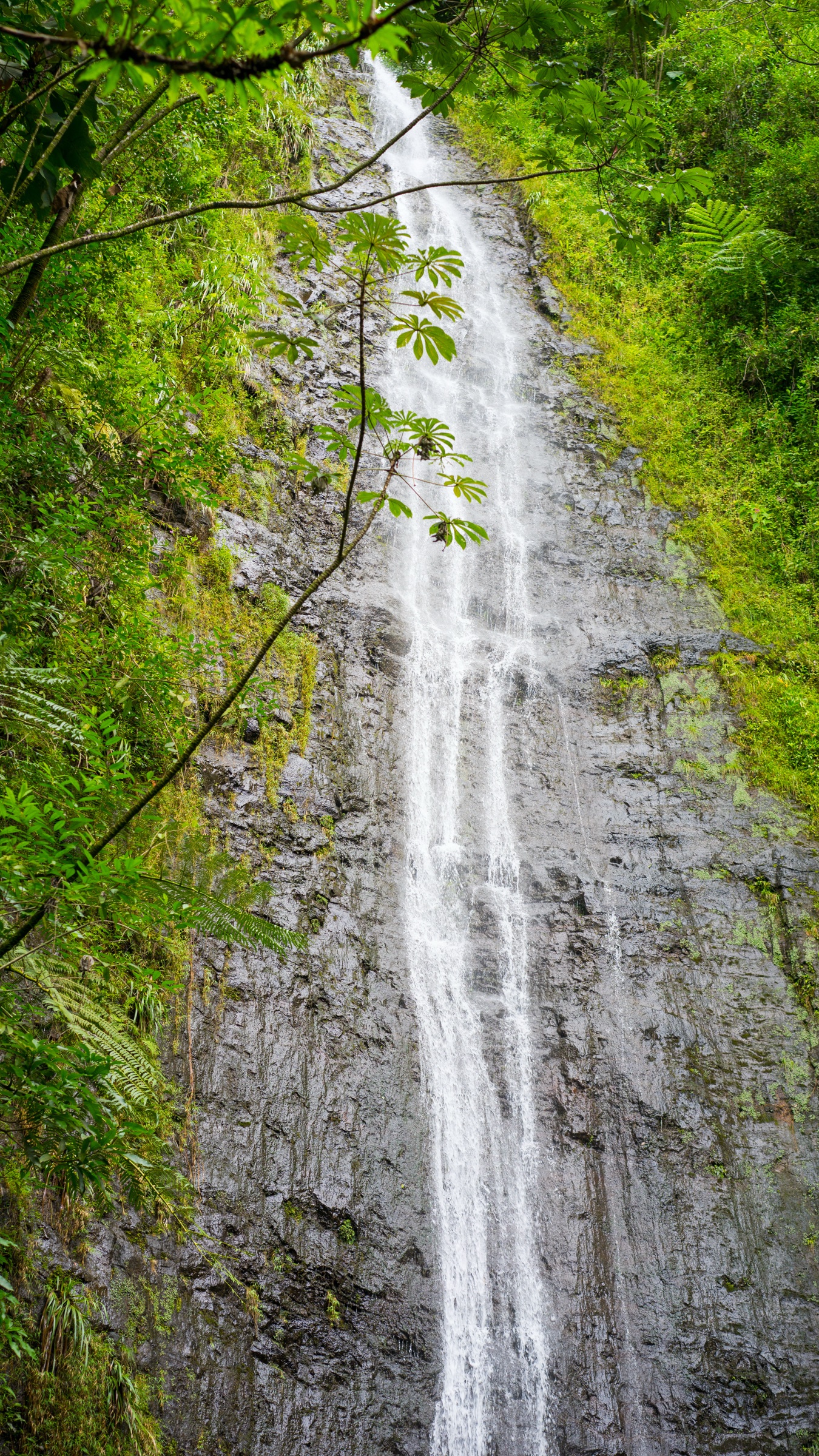 Mānoa Falls in upper Mānoa Valley, behind Honolulu, Oʻahu