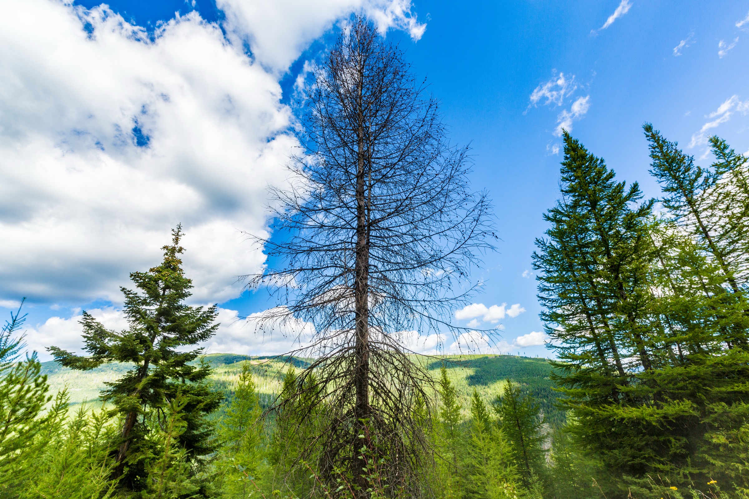 USA — Purcell Mountains (Yaak / Kootenai): essential day-hikes