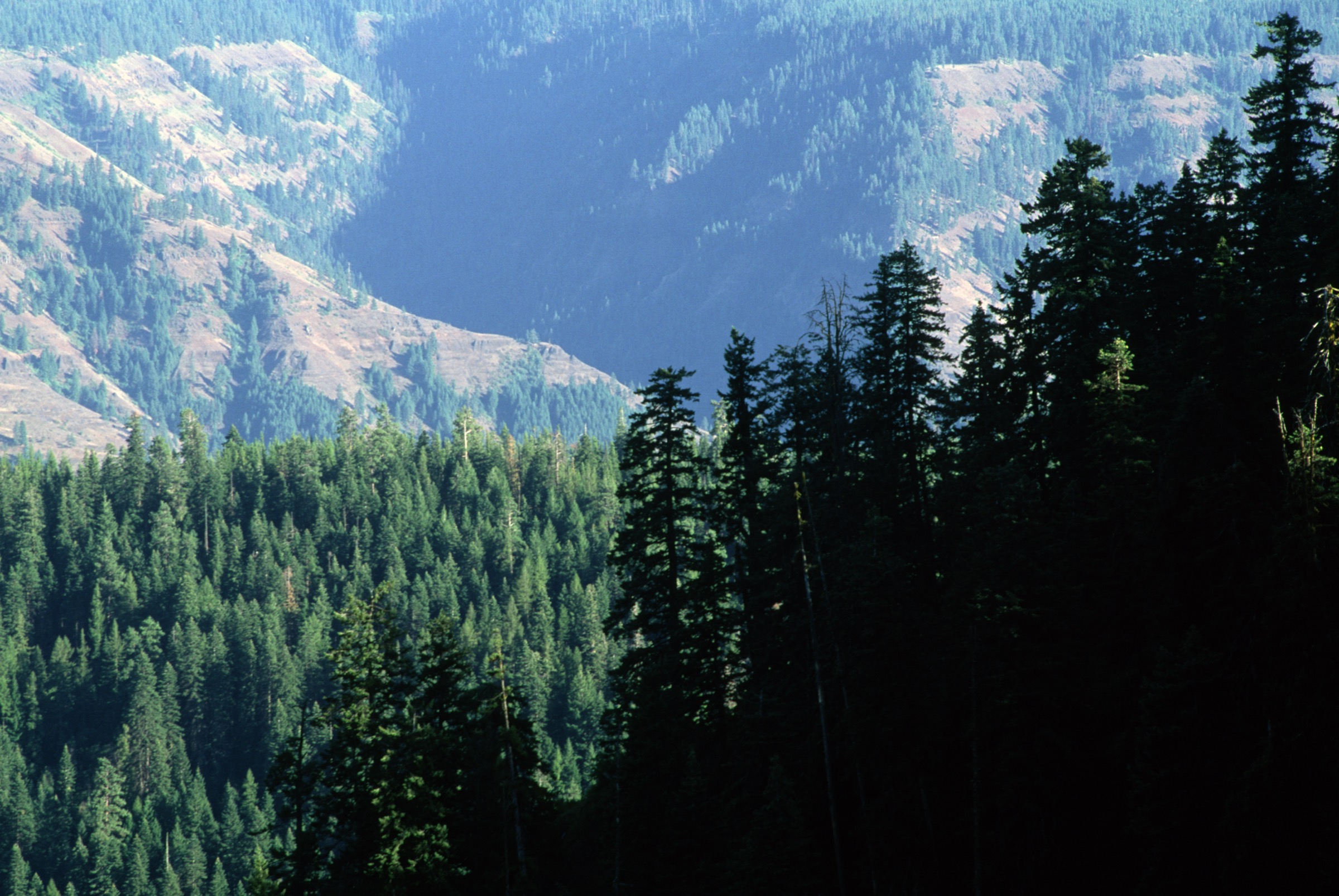 Wenaha-Tucannon Wilderness in the Umatilla National Forest, Blue Mountains