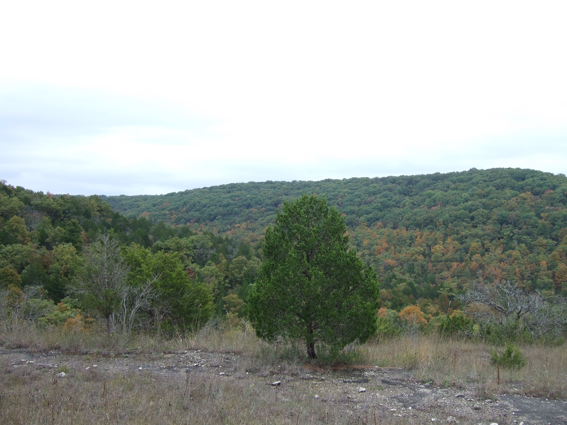Clairière calcaire ouverte et forêt mixte dans la Hercules-Glades Wilderness, Missouri