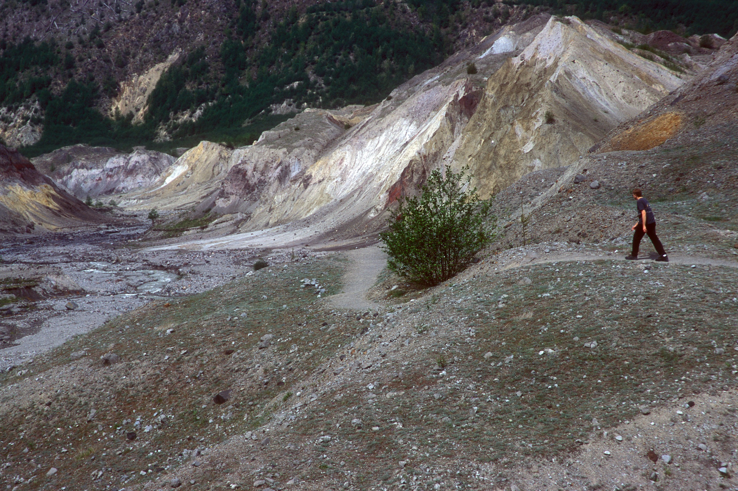 Randonneur sur le Hummocks Trail avec dépôts de glissement en mamelons et jeune forêt à travers la zone de souffle de la North Fork Toutle.