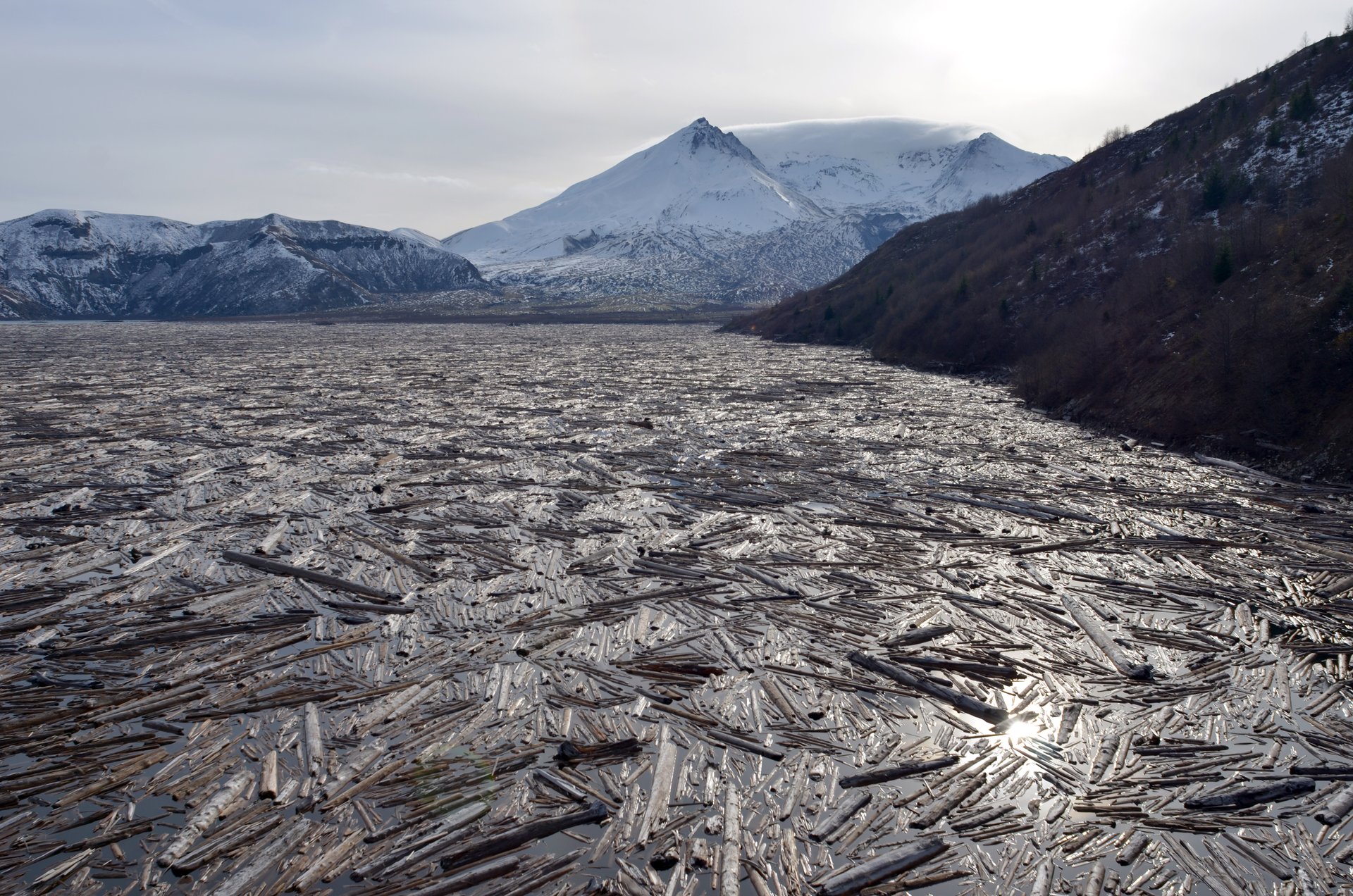 Un radeau de troncs blanchis flottant sur Spirit Lake, avec le Mount St Helens au-delà