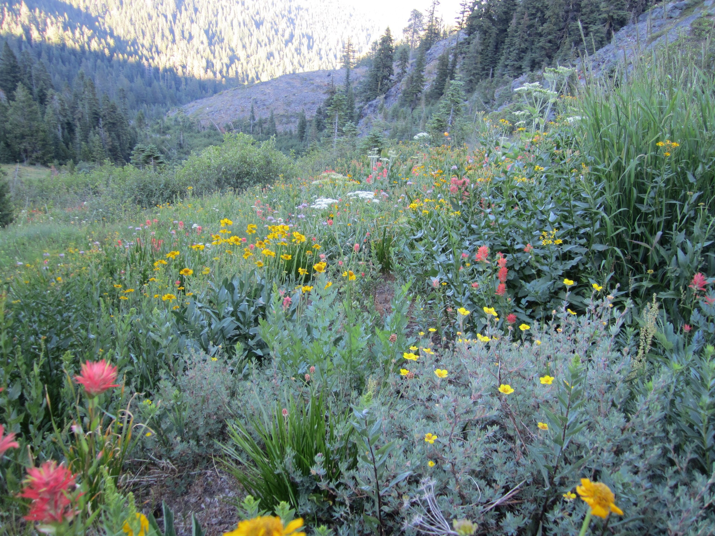 Wildflower meadows below Grayback Mountain in the eastern Siskiyous