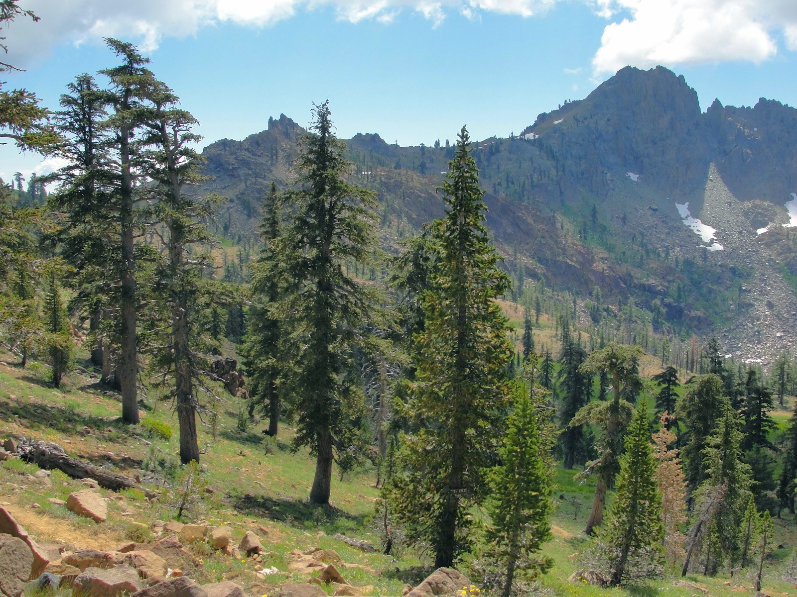 Foxtail pine on the Long Canyon Trail, Trinity Alps