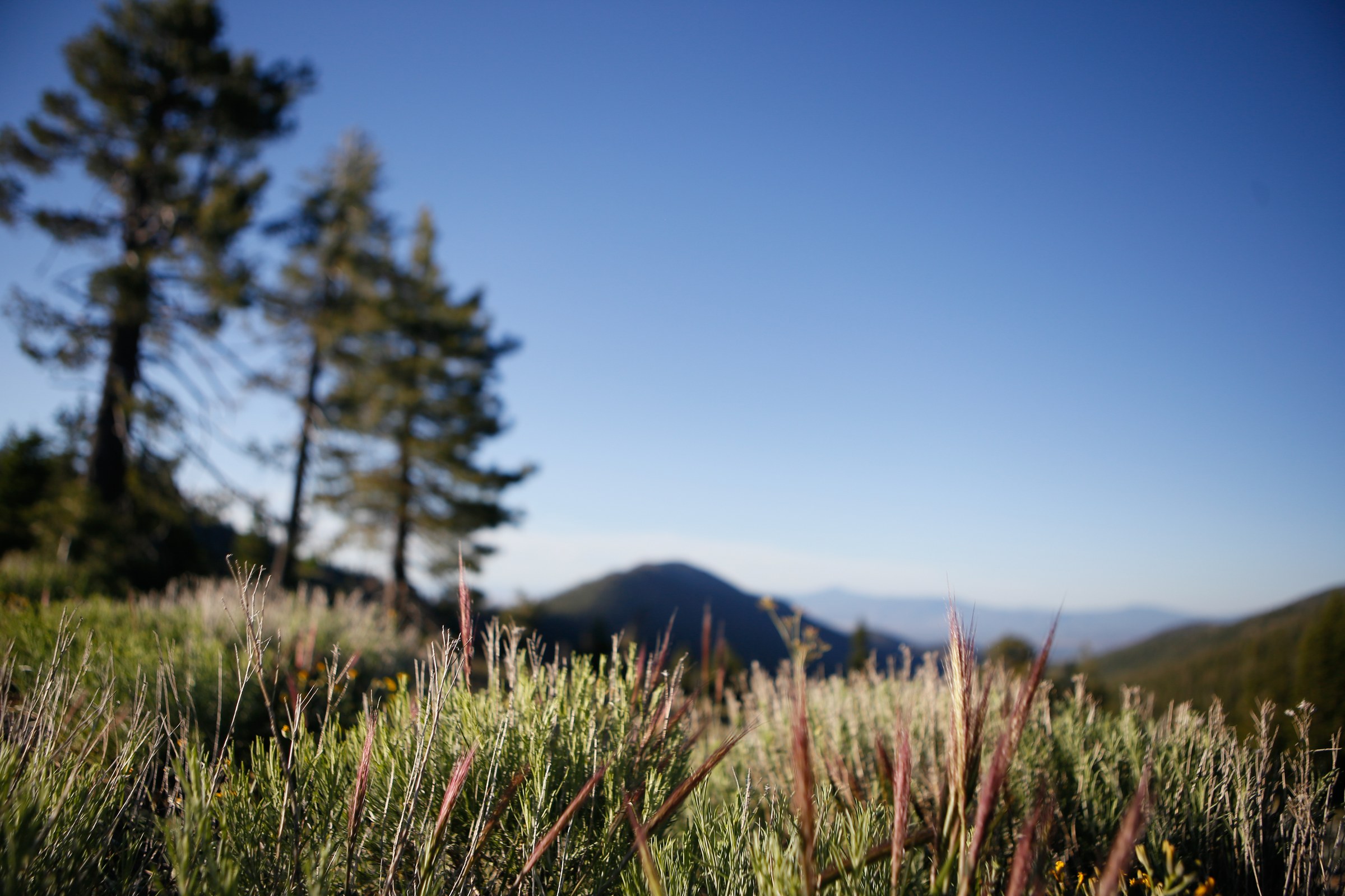 View from the Pacific Crest Trail near the Parks Creek trailhead, Shasta-Trinity National Forest