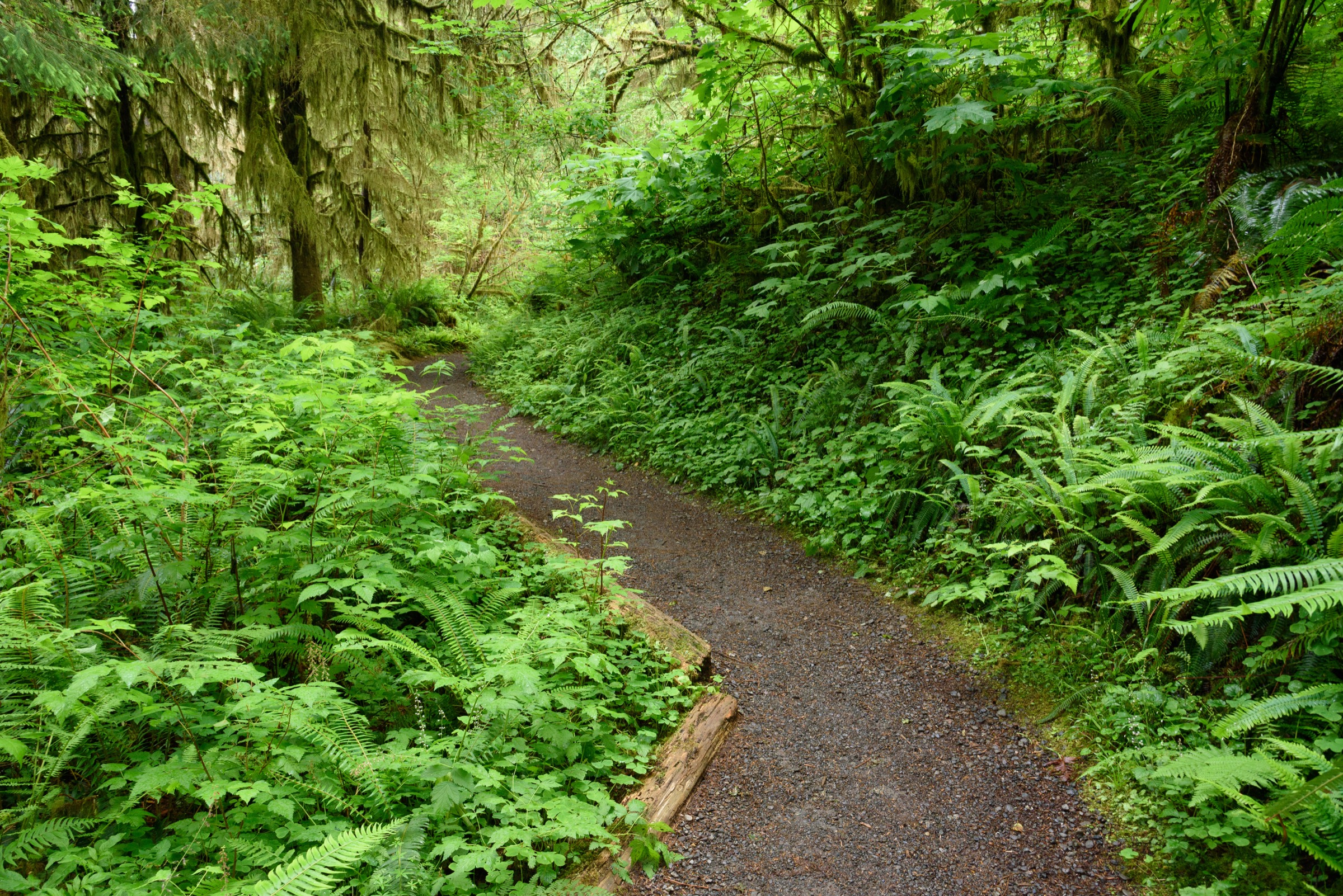 Forêt pluviale du Quinault avec grands arbres moussus et fougères en sous-bois