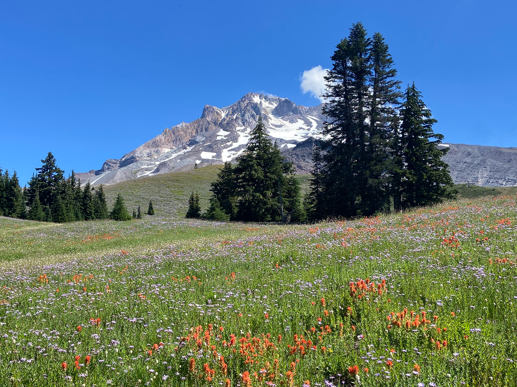 Prairies de Paradise Park sous le mont Hood, versant sud