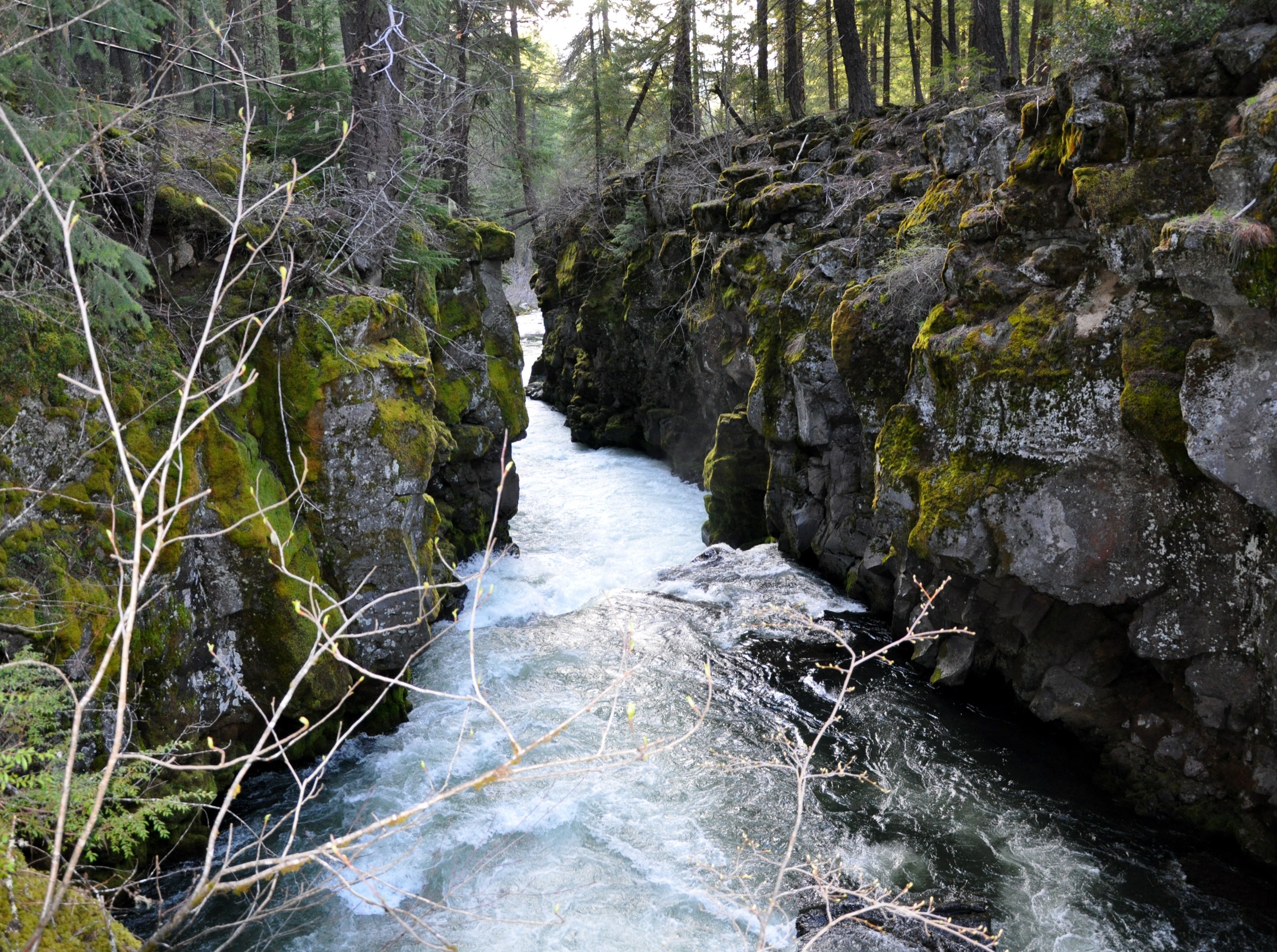 The Upper Rogue disappears into a lava-tube slot at Rogue Gorge north of Prospect