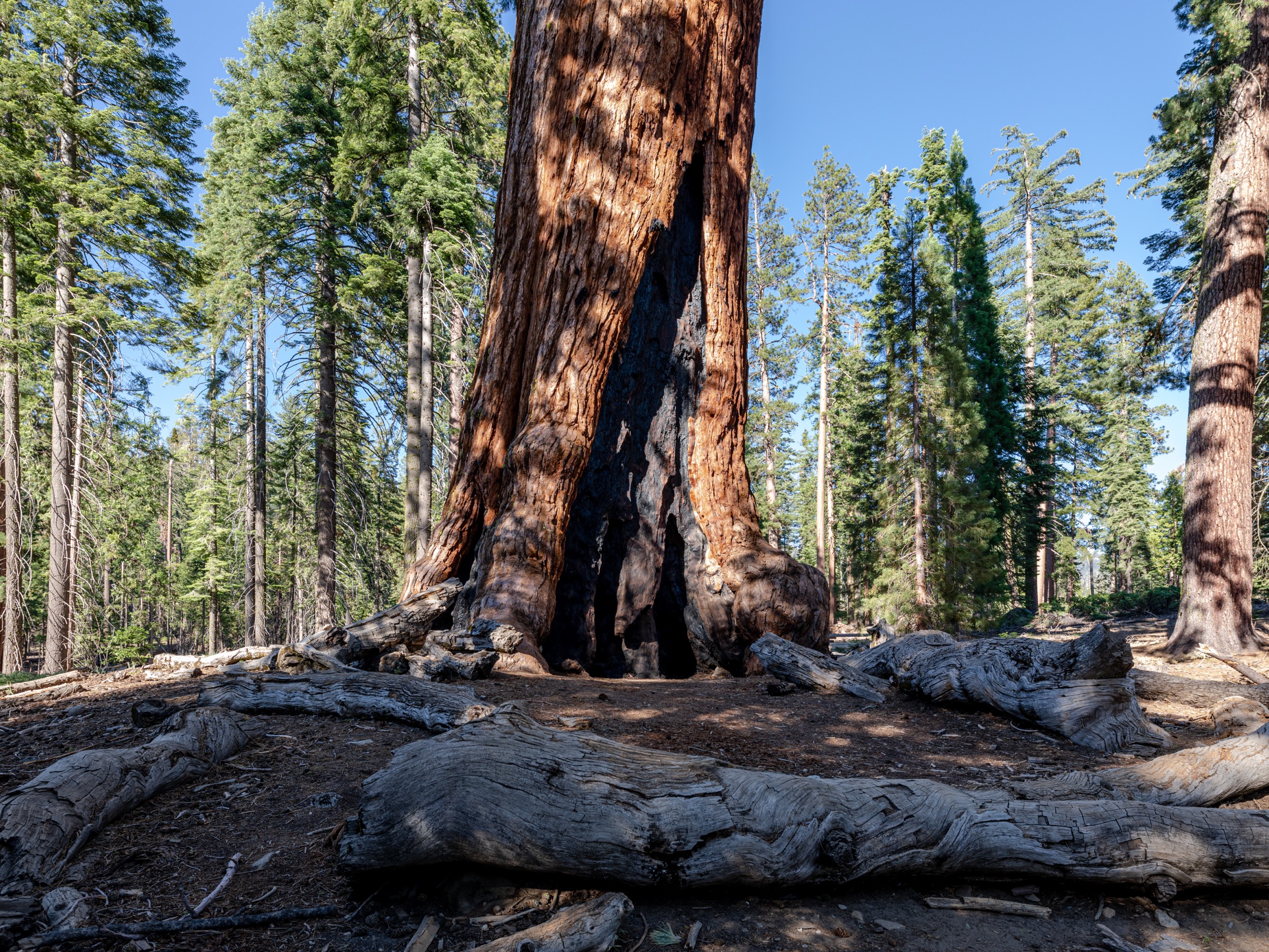 The Grizzly Giant in Mariposa Grove of Giant Sequoias, Yosemite National Park