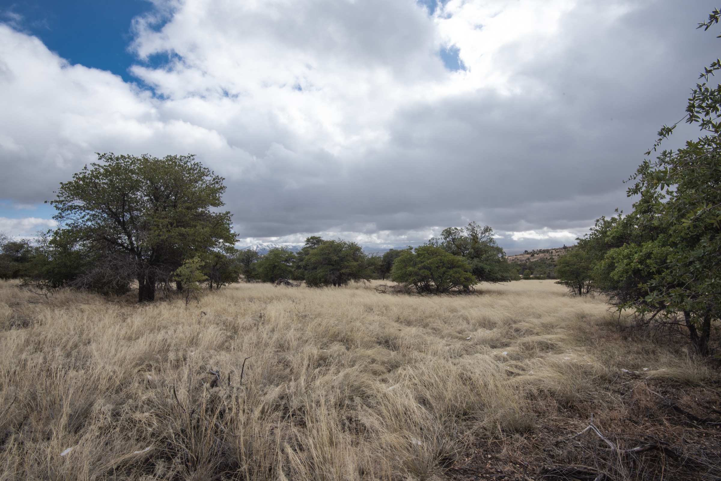 Southern Huachuca Mountains landscape in Coronado National Memorial, Arizona