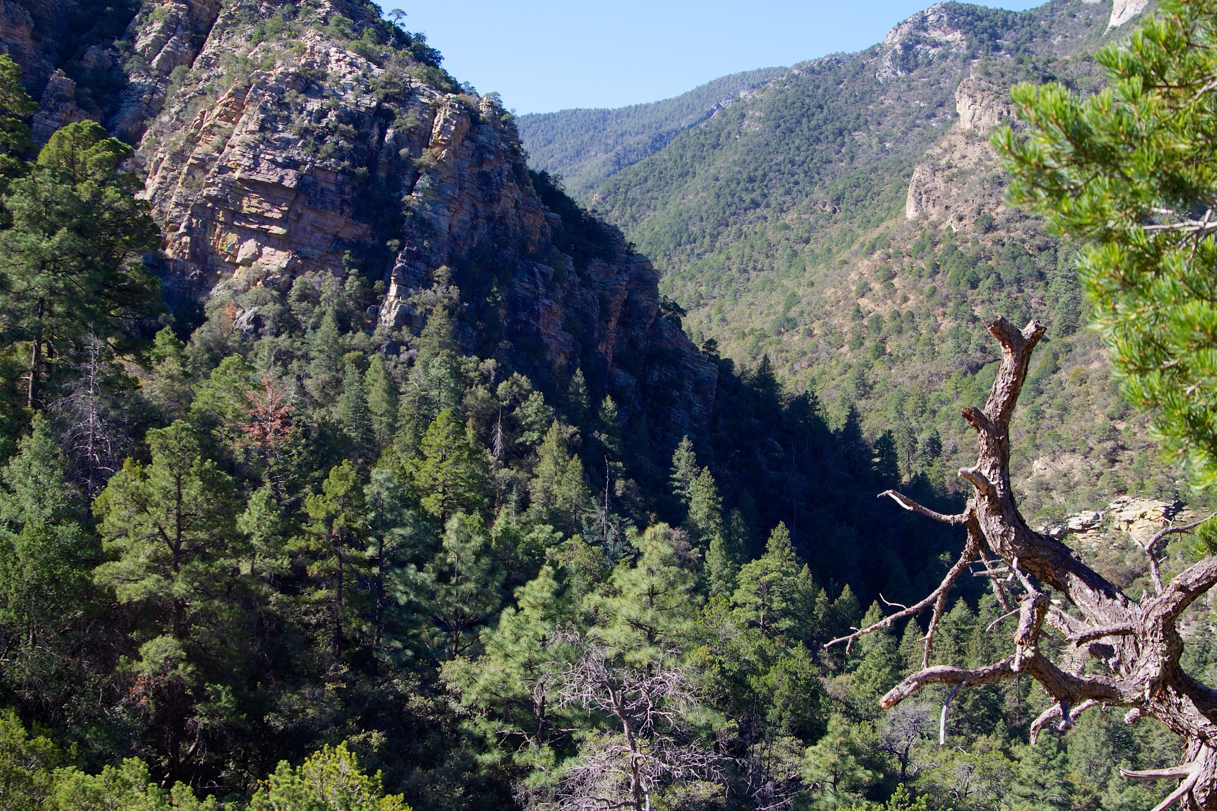 Upper Ramsey Canyon riparian corridor, Huachuca Mountains, Arizona