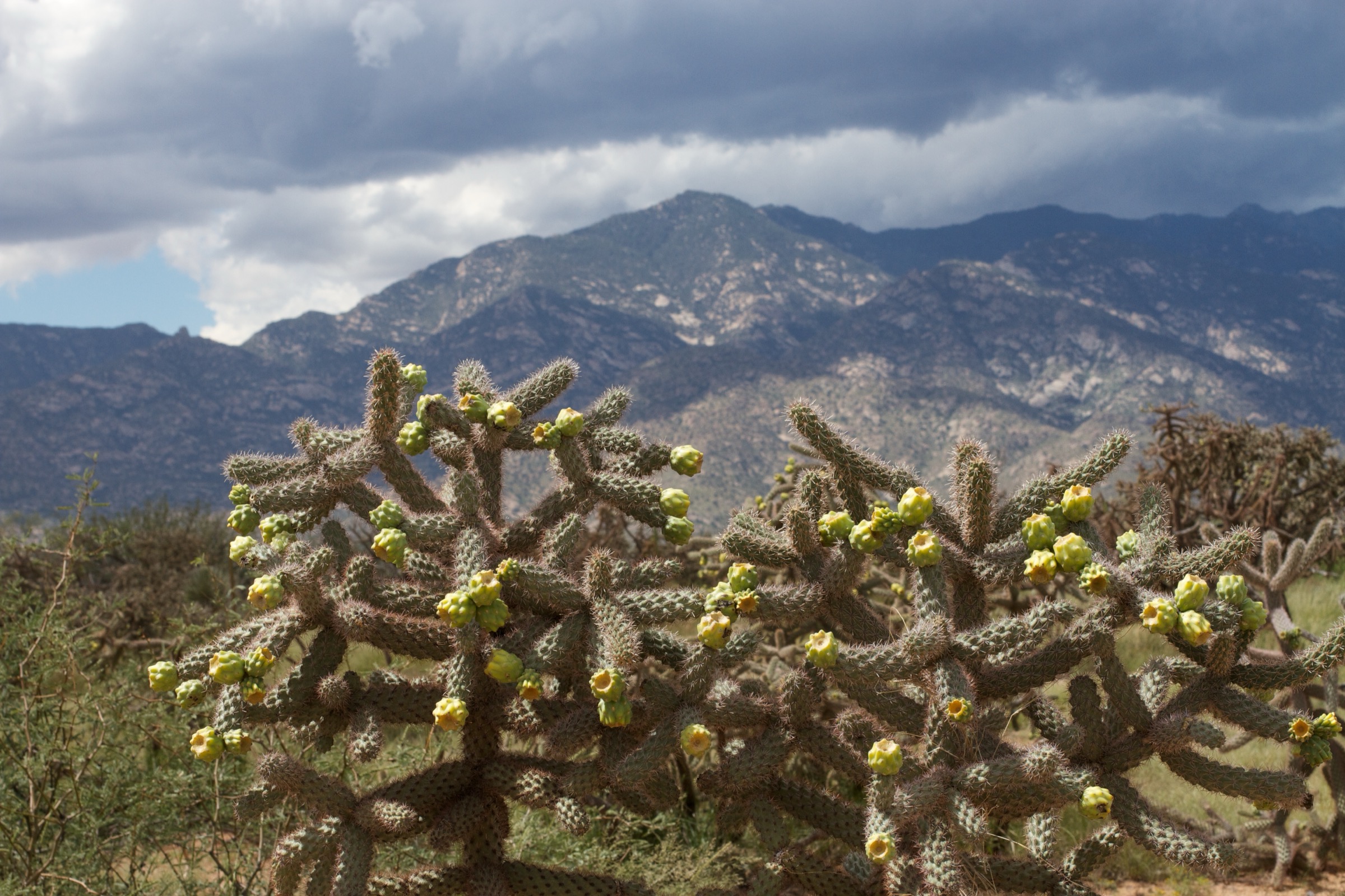 USA — Pinaleño Mountains and Mount Graham, Arizona day-hikes